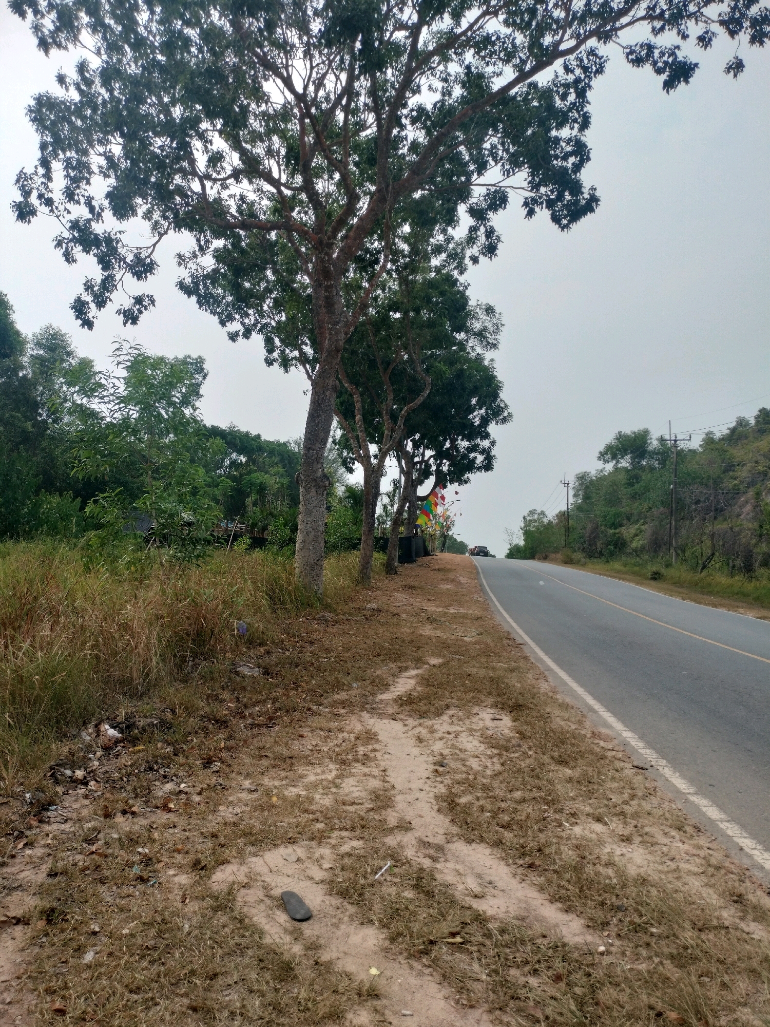 The image captures a roadside scene with a paved road stretching into the distance, bordered by dry grass and sparse vegetation on the left and a tree-lined slope on the right. Several trees with rough bark and sparse foliage are visible along the roadside. The sky is overcast and a light gray. On the left side of the road, there is an area with dry grass and some scattered debris, including what appears to be a single flip-flop. Further back, a dense line of green trees and foliage forms a backdrop, with some indications of structures or human activity behind them. In the distance, the road curves slightly uphill, and a few vehicles and colorful flags are visible. Power lines run along the right side of the road, ascending the slope. This scene is consistent with the outskirts of Batam, Indonesia, possibly along a less developed route leading away from the main urban areas, where the natural landscape is still prominent.