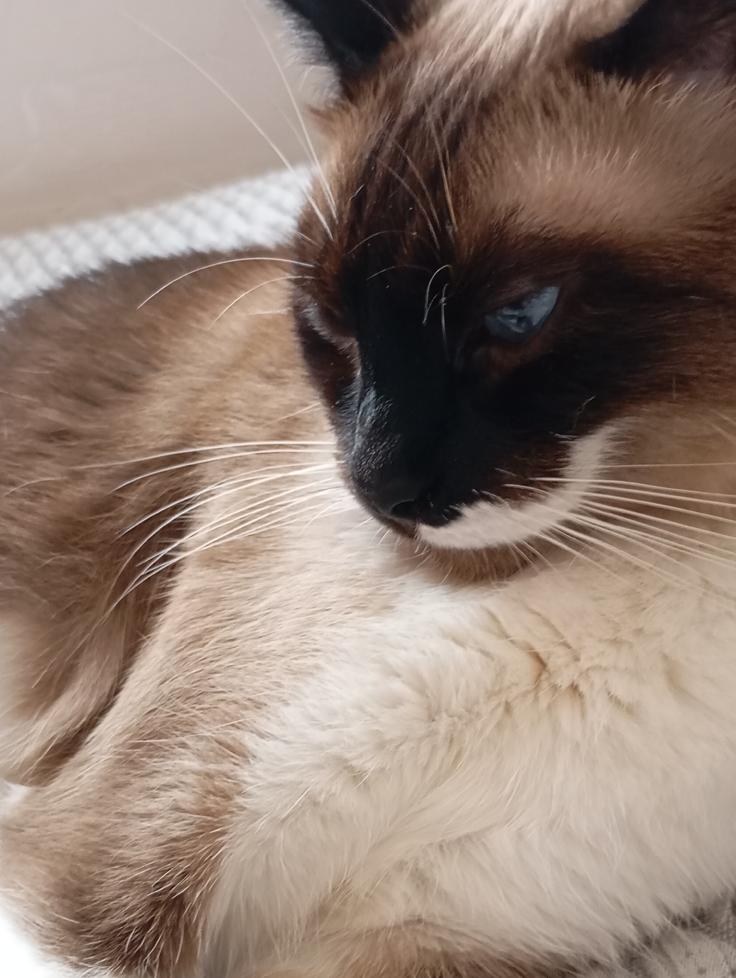 The image shows a close-up, high-angle shot of a Siamese cat's head and chest. The cat has blue eyes, a black nose and mask, and brown and cream fur. Its whiskers are prominent and white. The cat appears to be lying down on a textured surface, possibly a blanket or upholstered furniture, which is light-colored. The background is softly blurred and also light-colored, with a diagonal shadow line across the upper left portion of the image. There is no visible indication of the city of Batumi, Georgia, or any specific environmental context that would place the image in that location.