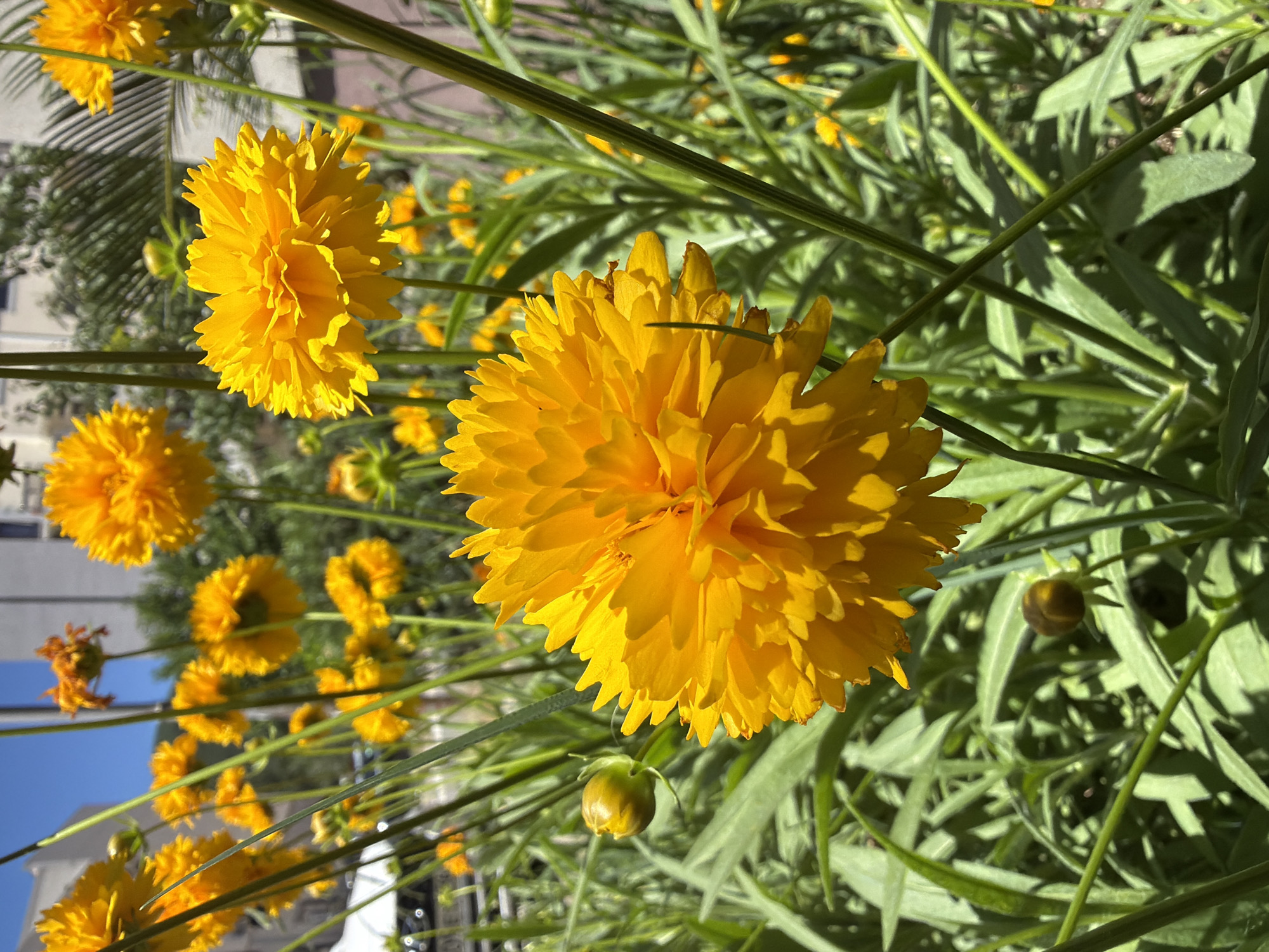 The image shows a close-up view of a cluster of bright yellow, pom-pom shaped flowers, likely Coreopsis grandiflora ‘Sunburst’. The flowers are in full bloom, with a dense arrangement of petals. The background consists of green foliage and flower stems. In the distance, blurred buildings and a blue sky suggest an urban setting. This is likely in Budva, Montenegro, given the prompt's specification. No people are visible.