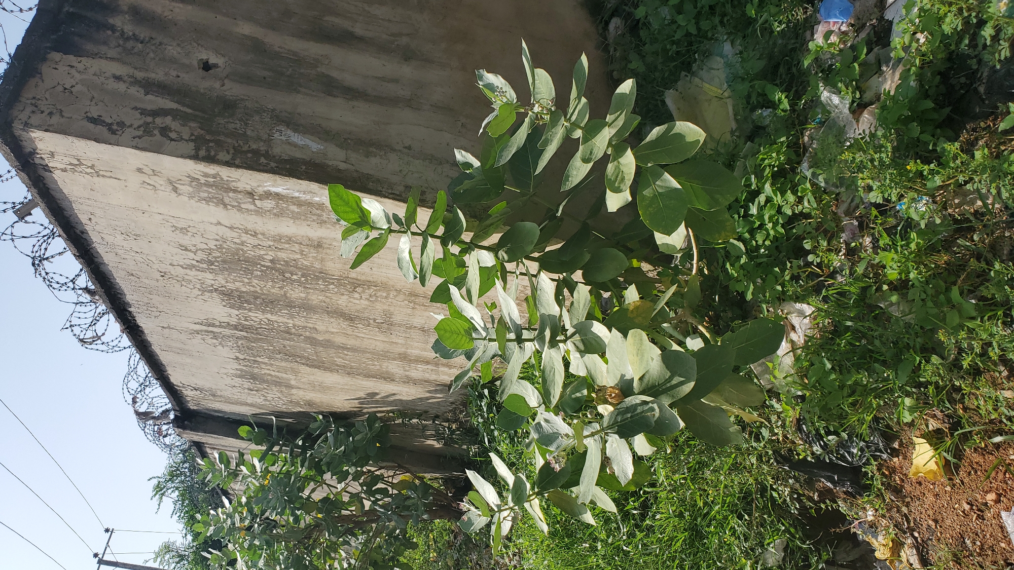 The image depicts an outdoor scene with a concrete wall in the background, adorned with barbed wire along its top edge. In the foreground, a lush green plant with large, broad leaves dominates the frame. The plant appears healthy and is in full bloom, with some flowers visible. To the right of the plant, there is an area of overgrown green vegetation mixed with some visible litter, including plastic bags and debris. The ground is a mix of soil and grass. The lighting suggests it is daytime, possibly mid-morning or late afternoon, given the shadows cast. The overall scene is one of a slightly neglected urban or peri-urban environment, where nature is reclaiming space amidst man-made structures and waste. No people are visible in the image. The image was taken in Jalingo, Nigeria.