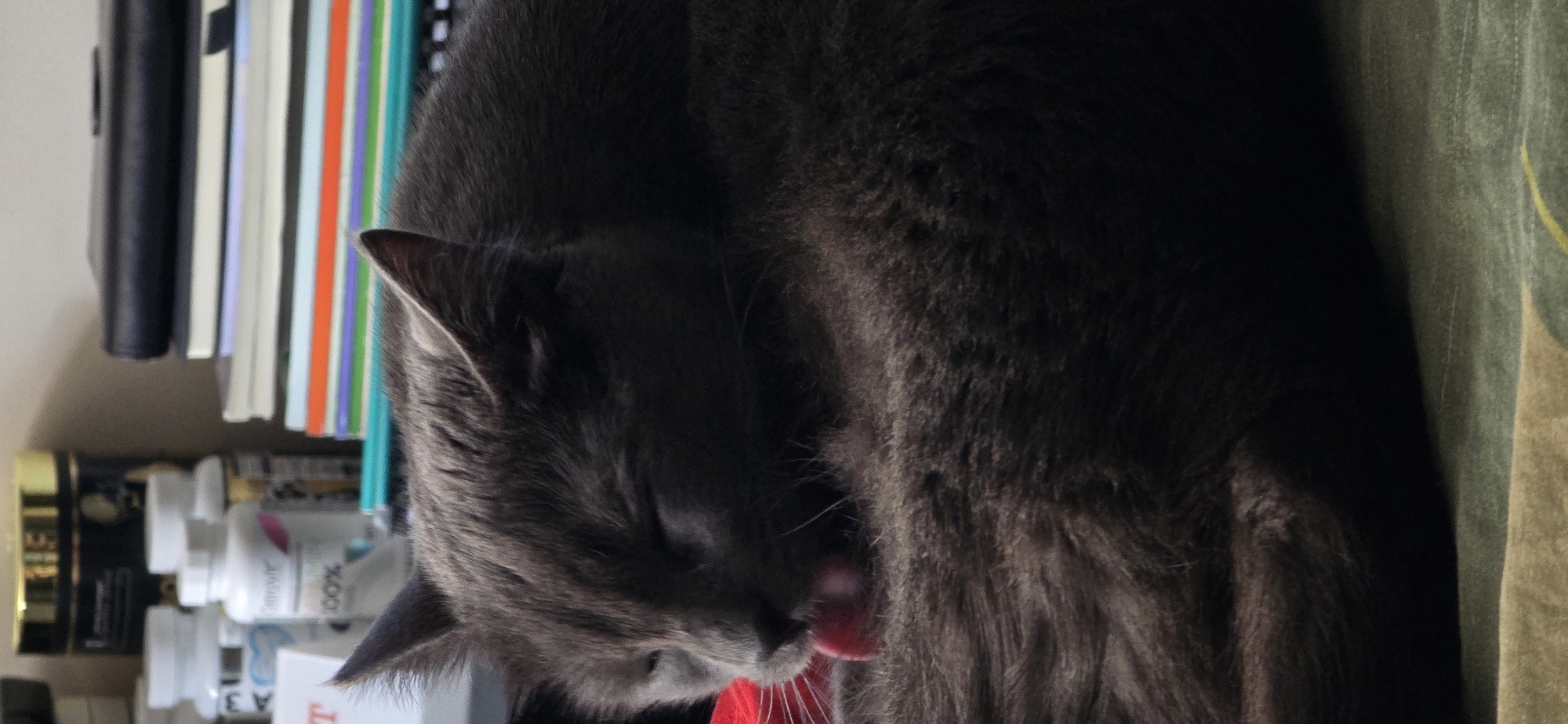 A close-up, eye-level shot captures a grey cat with its tongue out, grooming itself. The cat is curled up on a green surface, with its fur appearing dark and fluffy. In the background, out of focus, are stacks of books and several white bottles, suggesting an indoor setting. The lighting is soft, with shadows emphasizing the cat's features and fur texture. The scene is static, with no movement visible. The image does not contain any elements that would allow for the identification of its location in Vratsa, Bulgaria.
