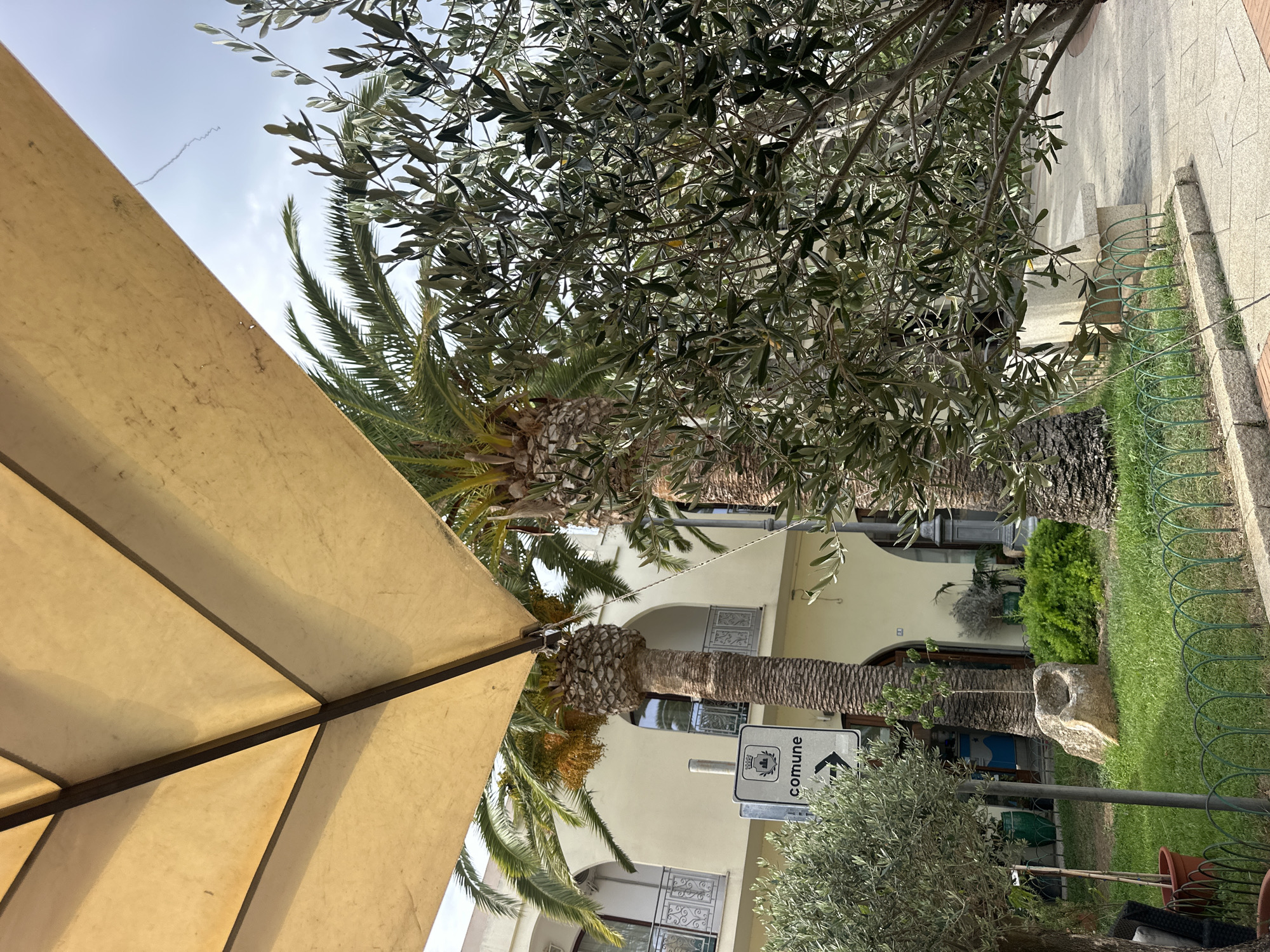 The image captures an outdoor scene in Crabonaxa/Villasimius, Italy, characterized by lush greenery and Mediterranean architecture. In the foreground, an olive tree with its distinctive silvery-green leaves partially obscures the view, its branches reaching towards the viewer. To the left, a palm tree stands tall, its trunk textured and its fronds casting shadows. A sign with the word "comune" and an arrow pointing to the right is visible near the palm tree. Behind the foliage, a building with light-colored walls and arched windows can be seen, suggesting a residential or commercial structure. The ground is covered in green grass, and a stone bench is partially visible on the right. The overall impression is one of a serene and sun-drenched environment, typical of a coastal Italian town. The scene is devoid of any people or animals.