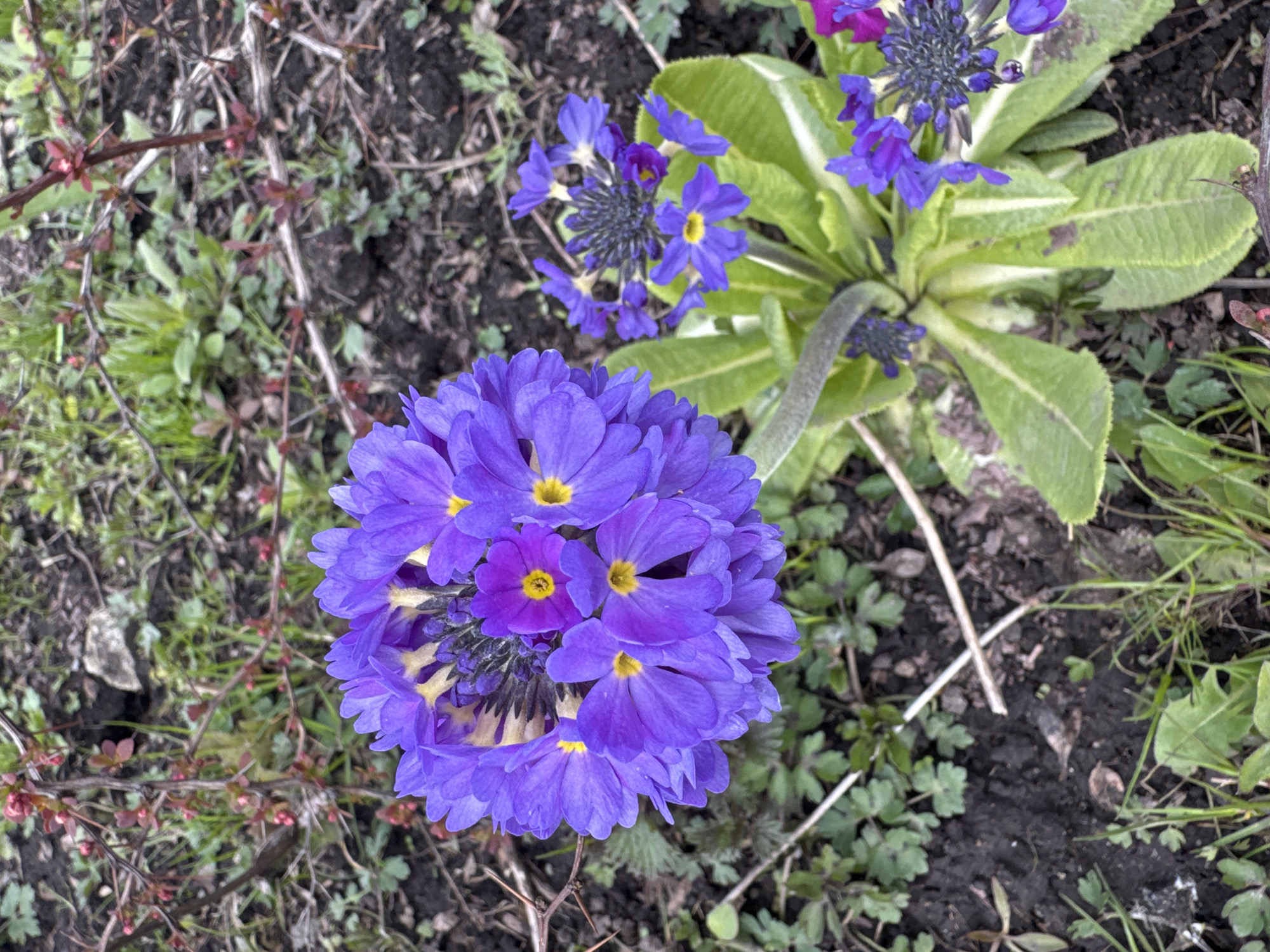 The image shows a close-up of two clumps of purple primrose flowers growing in a garden in Moscow, Russia. The flowers have yellow centers. One clump is round and full, while the other is sparser. The plants are surrounded by grass, weeds, and small twigs. The ground is dark soil.