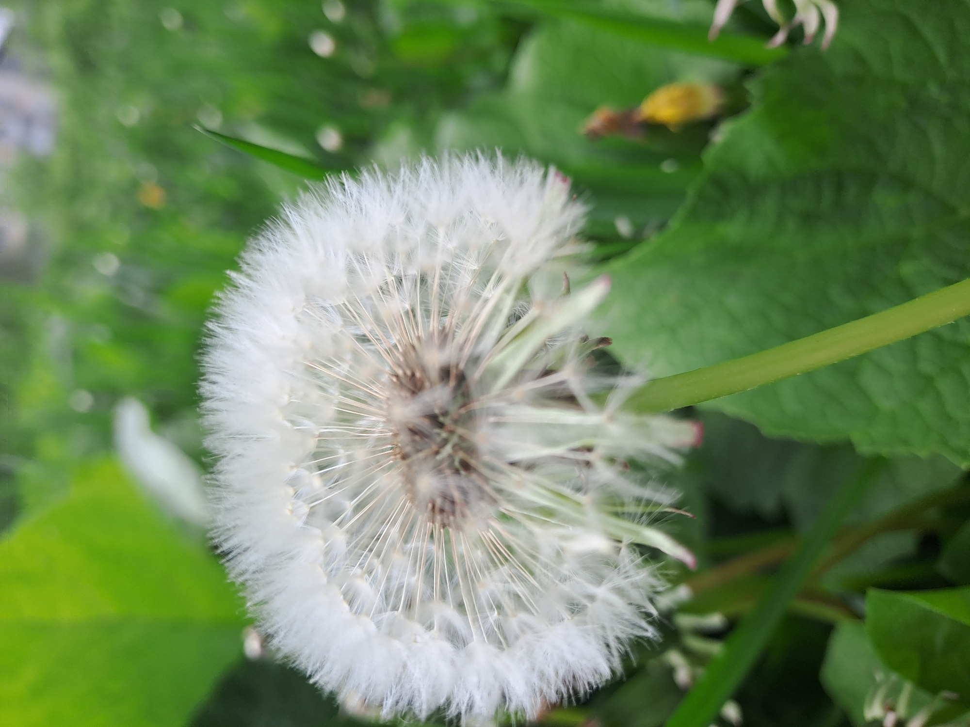 A dandelion gone to seed fills most of the frame, surrounded by green foliage. The dandelion is round, with a dense center of brown and gray, surrounded by white seed heads. The background is green, with blades of grass and broad leaves. The location is unknown, but is presumed to be in the city of Меткомелино, Russia. There are no people present in the image.