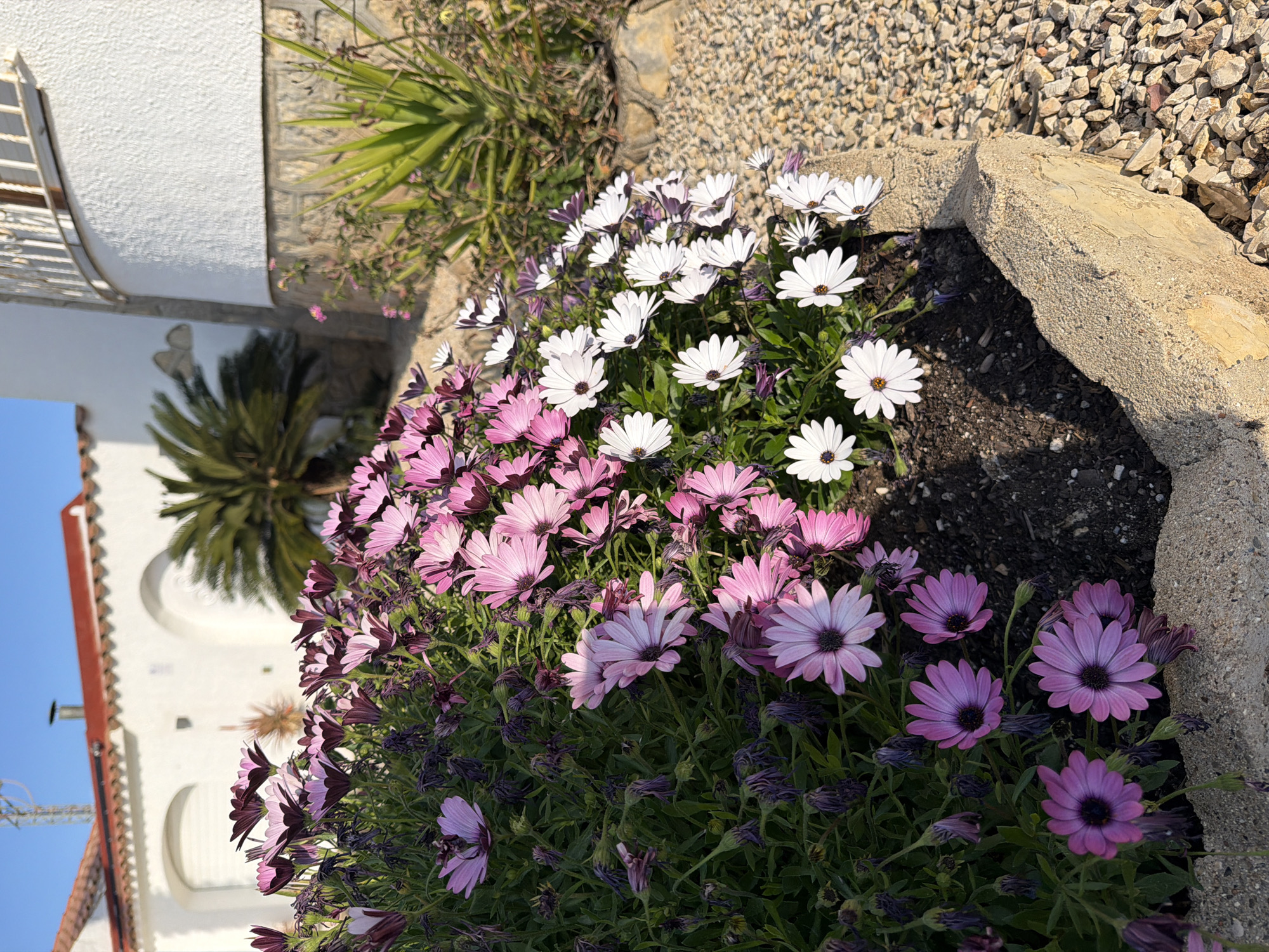 The image shows a flower bed in Mont-roig del Camp, Spain. The flower bed is lined with rocks and contains a mix of white and purple daisy-like flowers. Behind the flower bed, there is a white building and a palm tree. The ground around the flower bed is covered in small rocks.