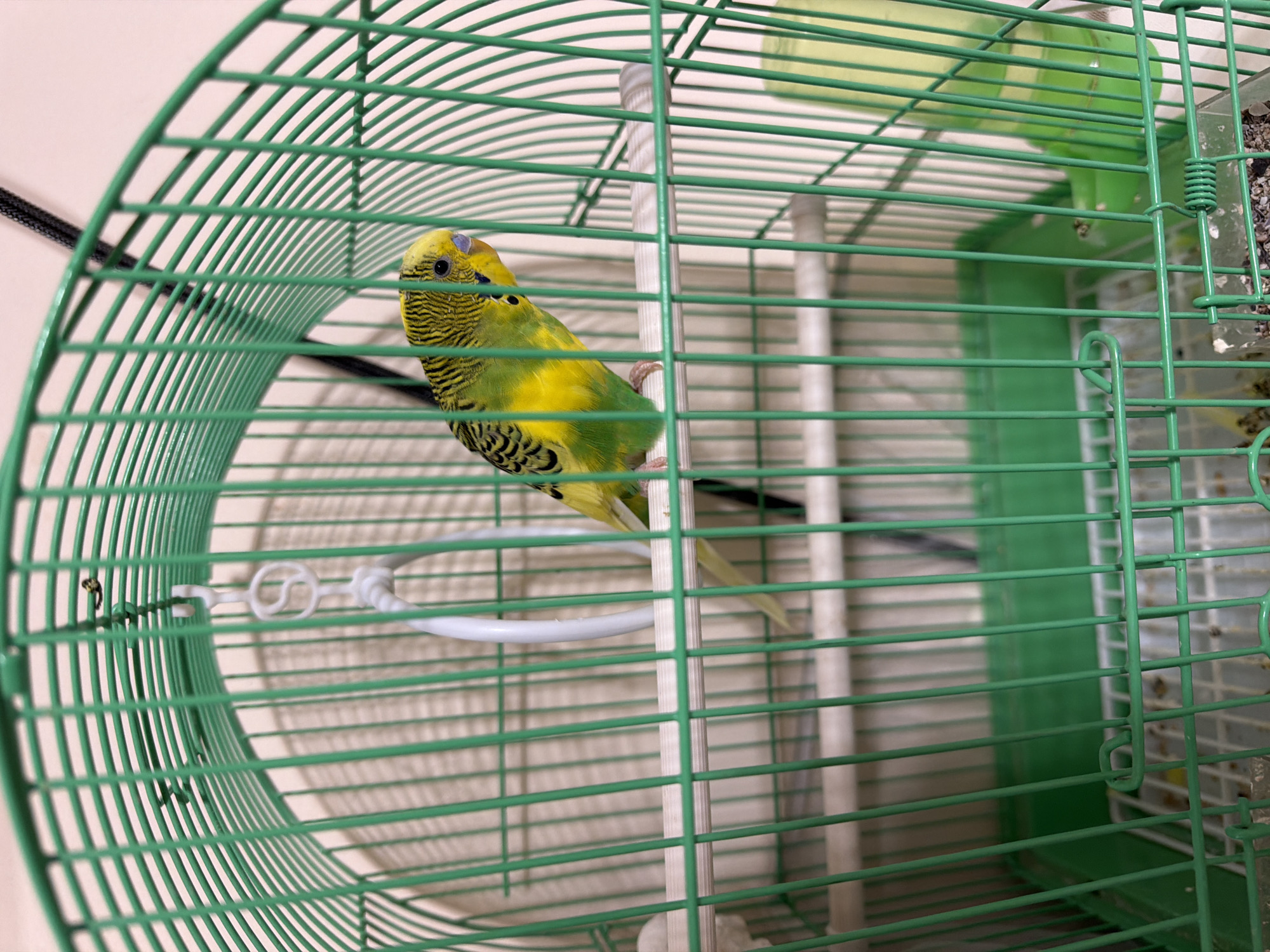 A budgie is perched on a wooden dowel inside a green metal birdcage. The budgie is predominantly yellow with black barring on its head and wings, and green on its back and tail. It is looking to the right. The cage has a white plastic perch hanging from the top and a clear plastic tray at the bottom. The background is out of focus, showing a wall and a black cord. The scene appears to be indoors, likely a domestic setting. No specific location in Shymkent, Kazakhstan can be determined from the image.