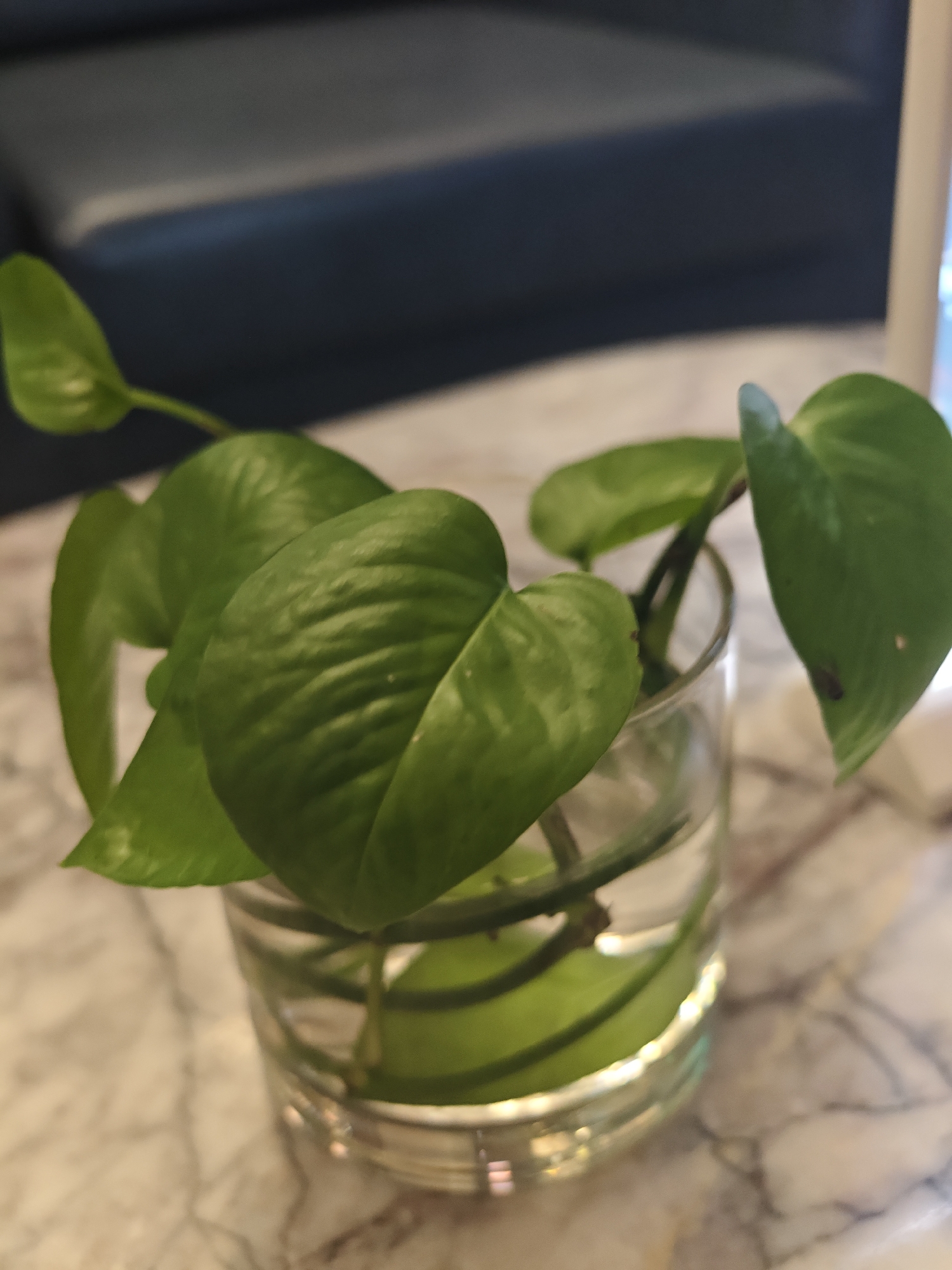 A close-up, slightly blurry shot captures a glass of water containing a plant with green leaves, placed on a marble surface. In the background, a dark blue cushioned seat is visible. The scene appears to be indoors, possibly in a cafe or a lounge area in Nha Trang Ward, Vietnam.