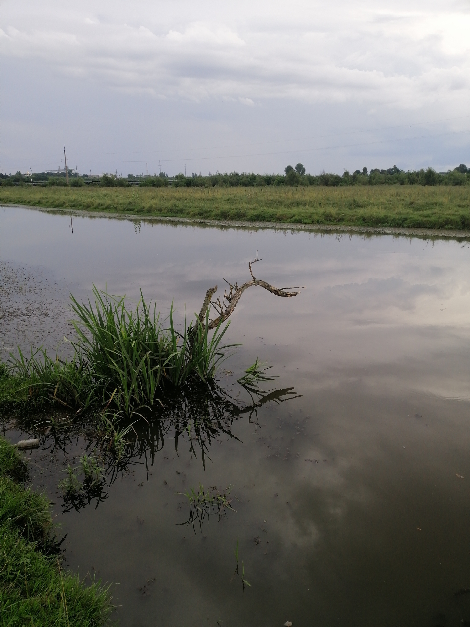 The image depicts a calm body of water with a grassy bank on the left and a flat, vegetated horizon in the distance. The water reflects the overcast sky and the surrounding vegetation. In the foreground, a cluster of tall green grass grows out of the murky water, along with a partially submerged, dead tree branch that extends out of the water. The water itself appears murky and shallow in places, with visible debris and sediment. The horizon shows a line of trees and some distant power lines and structures, suggesting an agricultural or semi-rural setting. The overall mood is subdued due to the cloudy weather. The image is a photograph of a natural landscape with some man-made elements visible in the distance. There are no people or animals present.