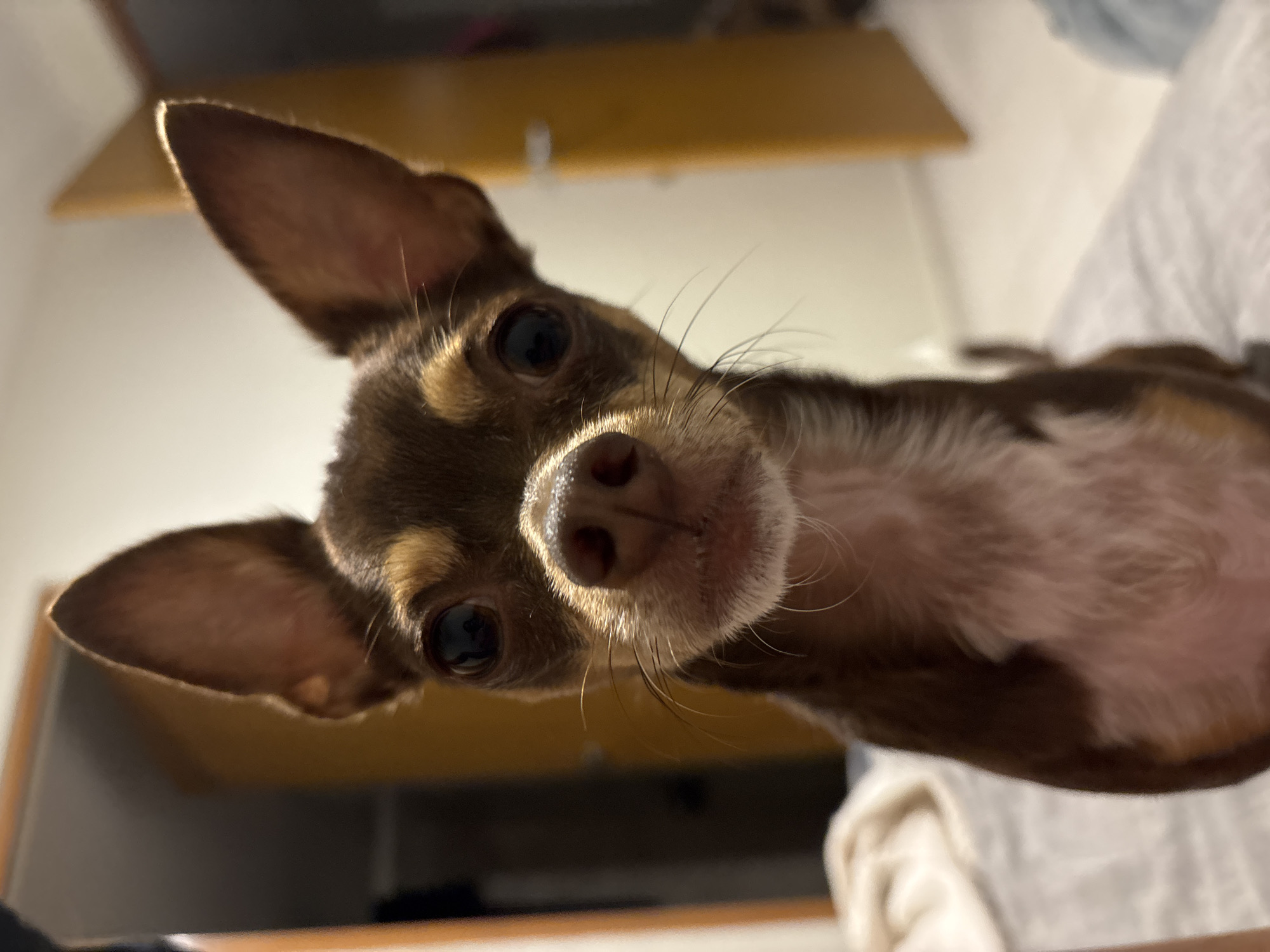 A close-up, slightly angled shot captures a brown and white Chihuahua dog indoors. The dog's face is prominently featured, with its large eyes, pink nose, and prominent whiskers. The background includes a wooden surface, possibly a shelf or cabinet, and a white fabric, likely bedding or a blanket. The image does not provide sufficient information to determine a location in Puebla, Mexico.