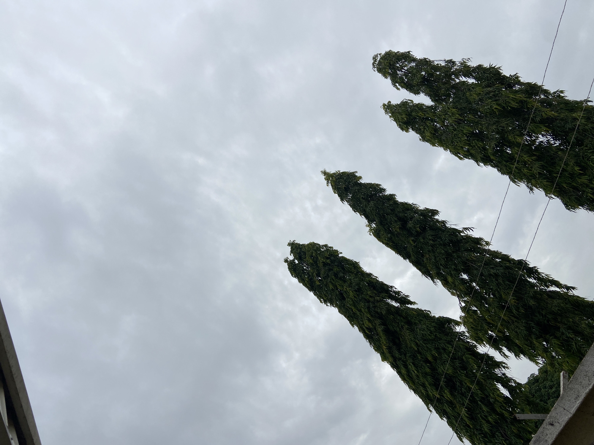 In Gura Top, Nigeria, a low-angle shot captures three tall, slender, dark green trees piercing a cloudy, overcast sky. The trees are positioned diagonally across the frame, with their tops reaching towards the upper right. The sky is filled with a uniform layer of grey clouds, obscuring any sunlight. A concrete structure, possibly a building or wall, is visible in the lower left corner, partially framing the scene. Two thin, dark wires run horizontally across the image, passing in front of the trees.