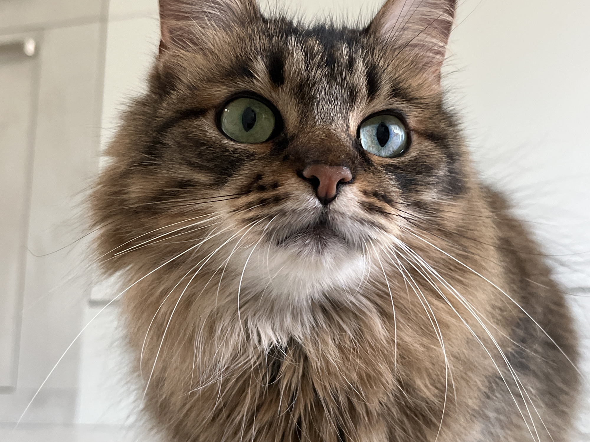 A medium shot, eye-level, close-up photograph captures a domestic cat with heterochromia, meaning it has two different colored eyes. The cat's left eye is a vibrant green, while its right eye is a striking blue. Its fur is a mix of brown, black, and tan stripes, with long white whiskers fanning out from its muzzle. The cat's nose is a soft pink. The background is out of focus, appearing to be a plain, light-colored wall, possibly in an indoor setting. There is no indication of the city of Babruysk, Belarus, or any specific location within it.