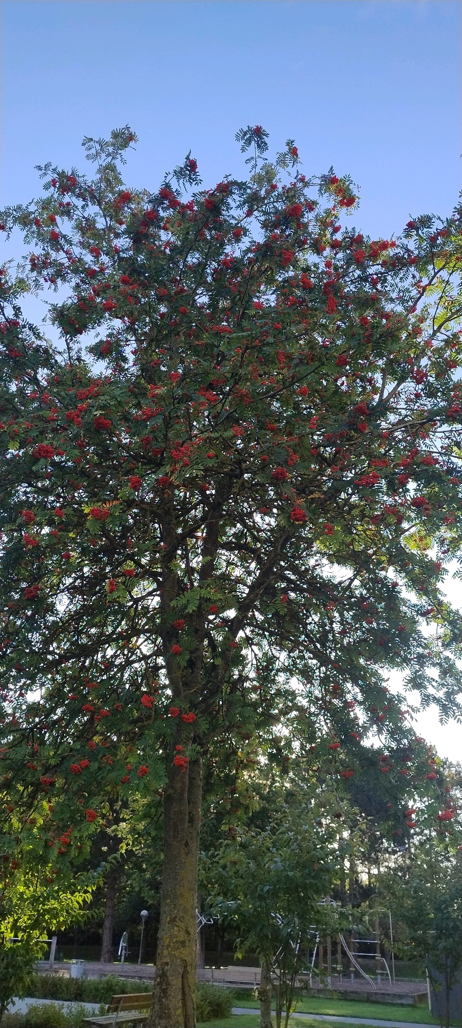 An outdoor, vertical, eye-level shot captures a large rowan tree laden with bright red berries against a clear blue sky in Ishøj, Denmark. The tree's thick, textured bark is visible, as are its numerous branches, adorned with green leaves and clusters of berries. In the background, other trees and vegetation are present. To the lower right, a portion of a playground structure is visible, and to the lower left, a wooden bench sits in the grass. The lighting suggests it is daytime.