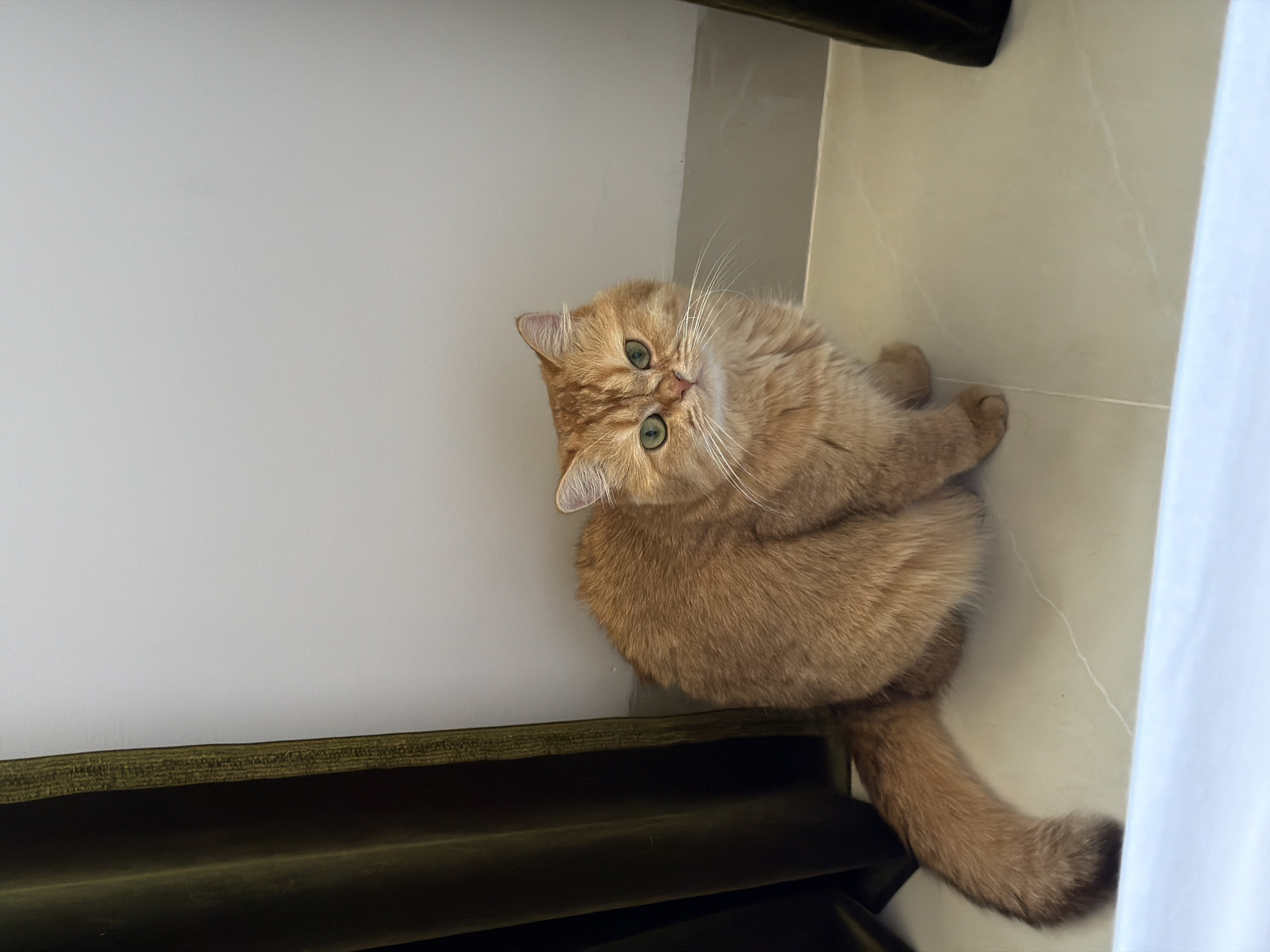 A medium shot depicts a fluffy, golden-brown cat with green eyes, looking upwards toward the camera. The cat is positioned on a light beige tile floor. The lower portion of the cat's body and tail are visible, suggesting it is sitting or lying down. A white wall is visible to the cat's left, and a green upholstered object with a dark, possibly wooden, frame is seen at the base of the wall. A white curtain hangs down in the right corner of the image, obscuring part of the tile floor. No people are visible. The location, Đà Nẵng, Vietnam, is not apparent from the image.