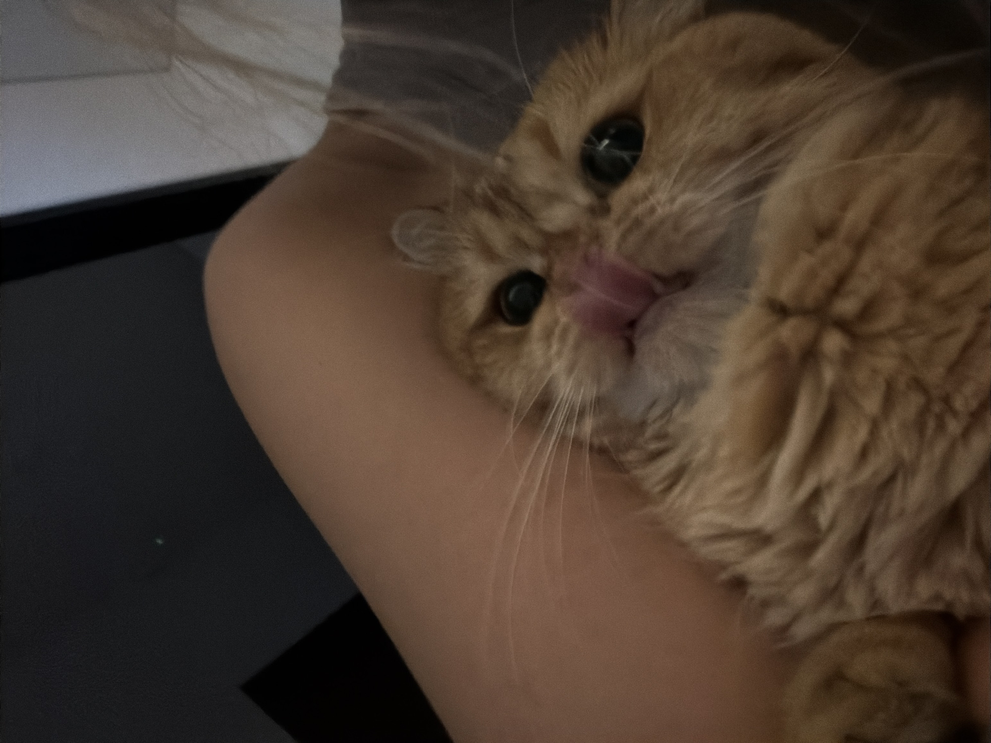 The image is a close-up, slightly blurry shot of an orange cat being held by a person. The cat is the central focus, with its tongue sticking out as if licking its lips. Its eyes are large and dark. The person's arm and shoulder are visible, supporting the cat. The background is dark and out of focus, with a hint of white fabric, possibly bedding. There is a small, faint green light visible in the upper left corner of the image, which could be a distant light source or reflection. The scene appears to be indoors, likely in a bedroom, and no specific landmarks or features suggest a location in Đà Nẵng, Vietnam.