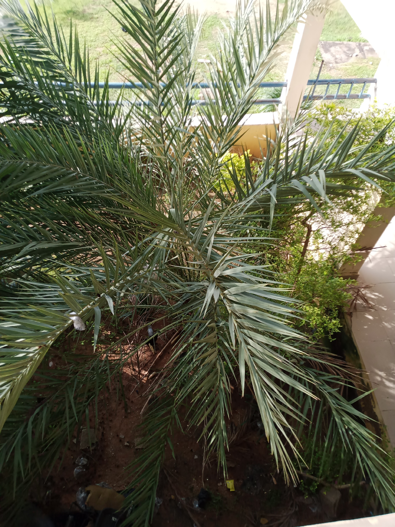 The image shows a close-up view of a date palm tree's fronds. The fronds are long and narrow, with a grayish-green hue. Some of the fronds are drooping, and others are reaching upwards. The ground beneath the tree is covered in dry, reddish-brown soil, with some scattered debris including plastic and a piece of yellow paper. In the background, there are hints of green grass and vegetation, a light-colored building with a beige pillar, and a blue railing. The lighting suggests it is daytime with shadows cast by the fronds and the building. The scene is likely outdoors, possibly in a courtyard or garden area in Jalingo, Nigeria, given the presence of the date palm tree and the architectural style of the building. There are no people or animals visible in the image.