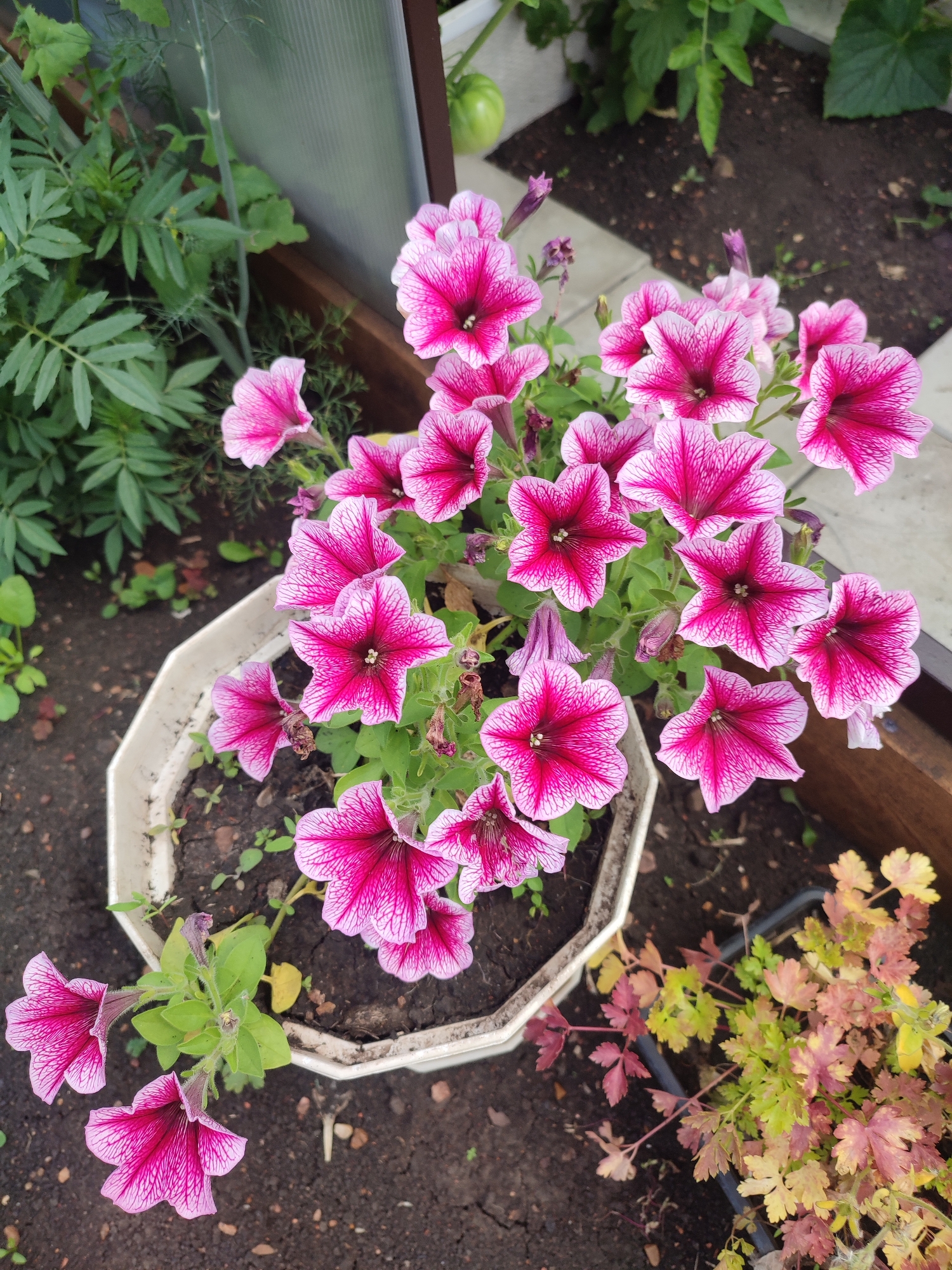 An overhead, eye-level shot captures a white, octagonal planter filled with dark soil and numerous vibrant pink and white striped petunias. The flowers are predominantly in bloom, with a few buds and faded blossoms visible. The planter sits on a dark, gravely surface. To the left of the planter, the green, feathery leaves of another plant are visible, with a glimpse of a green tomato and leafy vines in the background, suggesting a greenhouse or garden setting. To the right of the planter, a black plastic pot contains a plant with multi-colored leaves ranging from yellow to red. The overall scene is a close-up view of flowering plants in a garden or greenhouse environment.