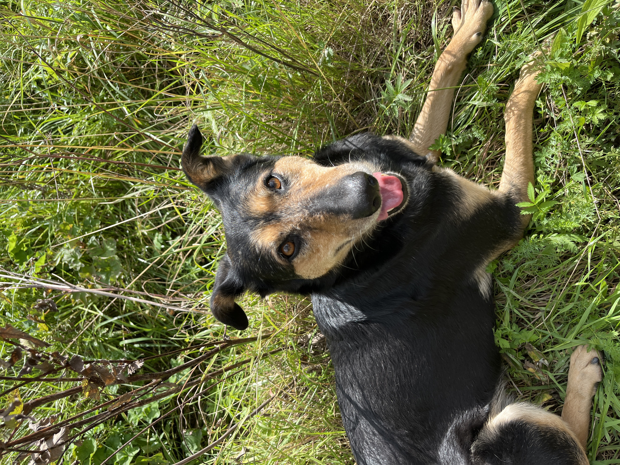 A medium-sized dog with black and tan fur is lying in tall green grass. The dog is facing the camera with its mouth open and tongue out, appearing to be panting or smiling. Its ears are perked up, and its eyes are a warm brown color. The background consists of dense green vegetation, with some dry, brown branches interspersed among the leaves. The sunlight suggests it is daytime. There is no indication of the specific location in Nizhny Tagil, Russia.