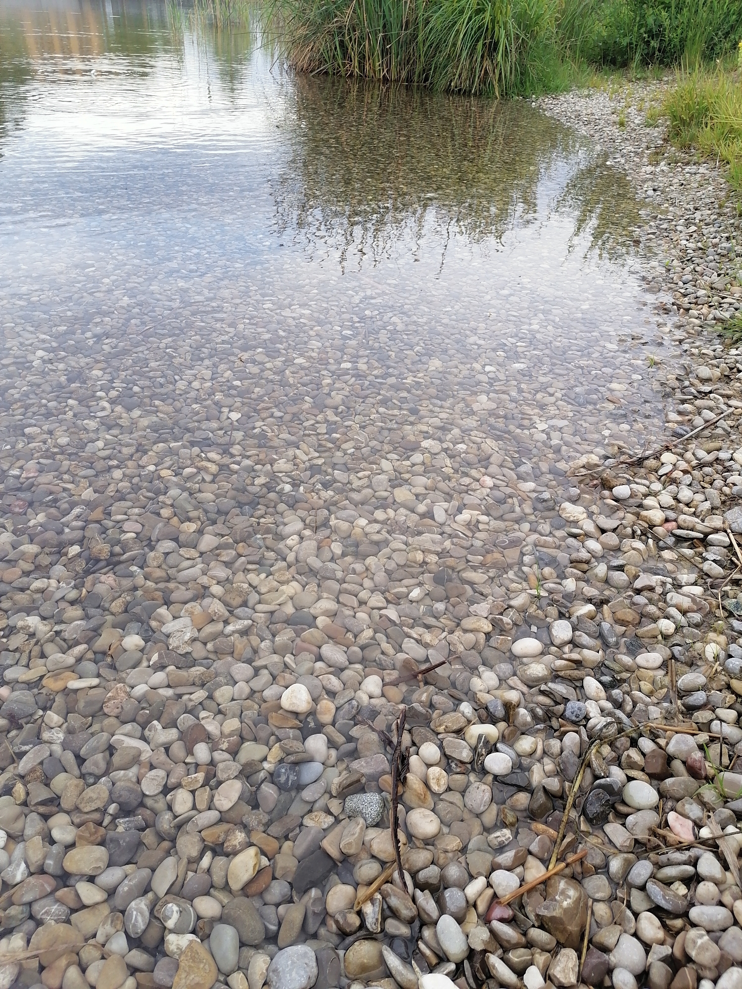 The image depicts a shallow body of water with a pebble-strewn bottom, likely at the edge of a lake or pond. The water is clear enough to see the varied sizes and colors of the pebbles, which range from light grey and white to darker browns and some reddish-brown hues. Reeds and other tall green grasses are visible along the bank and reflected in the water. The bank itself is also covered in pebbles and some dry vegetation. The overall scene suggests a natural or semi-natural environment, possibly a park or recreational area. Given the context of Unterhaching, Germany, this could be a scene at the Fasaneriesee, a recreational lake located within the city's boundaries, known for its accessible shoreline with pebble beaches. There are no people or animals visible in the image.