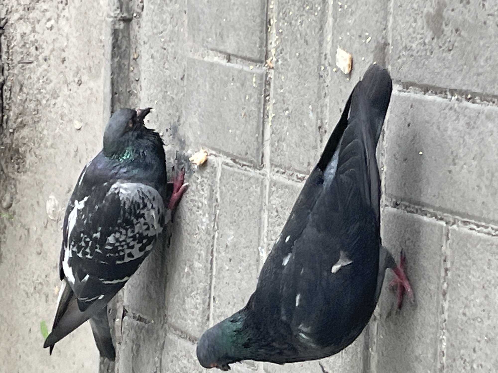 Two pigeons are visible on a paved surface in Dnipro, Ukraine. The pigeon in the foreground is facing left, with its head turned slightly towards the viewer. It has dark gray and iridescent green plumage on its head and neck, and its body is primarily dark gray with white speckles. The pigeon in the background is facing right and appears to be eating from a small piece of bread on the ground. It has similar coloration, with patches of white and gray on its wings and back. The paved surface is made of interlocking gray bricks.