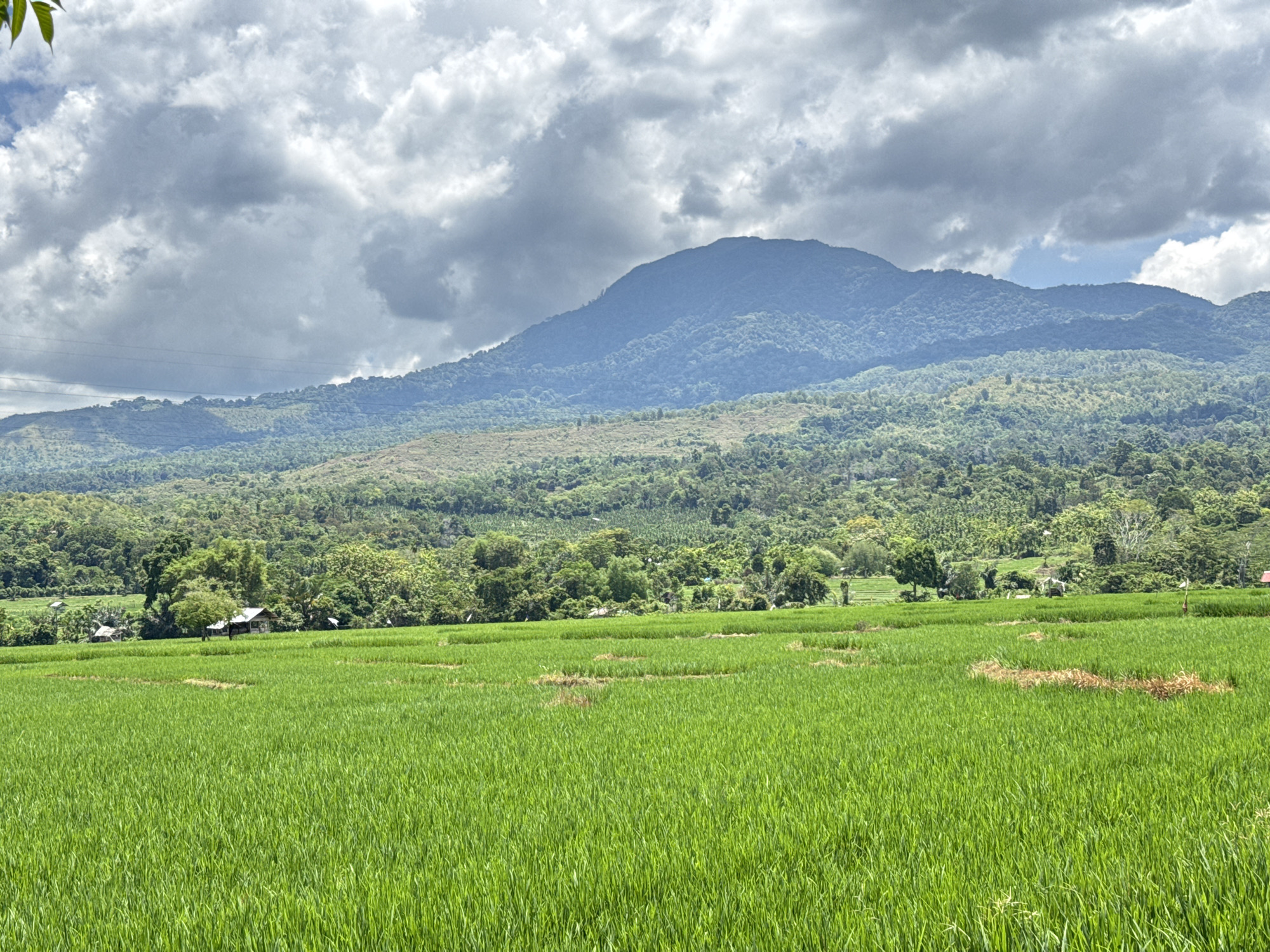 This image depicts a vast, vibrant green rice paddy field stretching across the foreground, with the landscape rising into rolling hills and a majestic mountain in the distance. The sky above is a dramatic canvas of grey and white clouds, with patches of blue peeking through.
The rice field is lush and uniform, suggesting a healthy crop. Small, rustic structures, possibly homes or storage sheds, are visible nestled amongst the trees on the edge of the field, hinting at the agricultural community of Lamtamot, Indonesia. The varied topography indicates a rural setting, with the mountain dominating the horizon. The overall impression is one of natural beauty and tranquility.