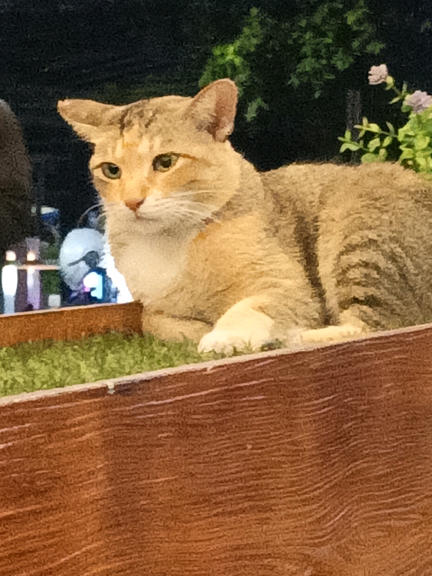 A medium shot shows a light brown tabby cat with green eyes lying on a patch of artificial grass. The cat is positioned in the foreground, partially obscuring a textured brown wooden barrier. In the background, blurred out, are lights and greenery, suggesting an outdoor setting at night or dusk. The cat appears alert, with its ears perked forward and a slightly curious expression. The image does not contain any identifiable landmarks or specific details that would pinpoint a location in South Jakarta, Indonesia.