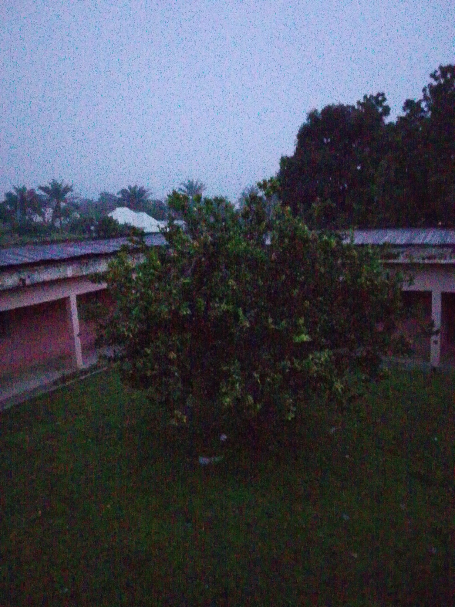 The image displays a scene in an outdoor environment, possibly a courtyard or open area surrounded by buildings. A large, leafy tree dominates the center of the frame, obscuring a portion of the background. To the left and in the background, there appear to be buildings with a light-colored roof, possibly a white structure. The sky is overcast and hazy, suggesting either dawn, dusk, or inclement weather. The ground is covered in grass. The overall impression is one of a muted and somewhat desolate atmosphere. The image quality is low with significant noise and grain, making precise details difficult to discern. The location is given as Unknown, Unknown, indicating no specific geographical information is available.