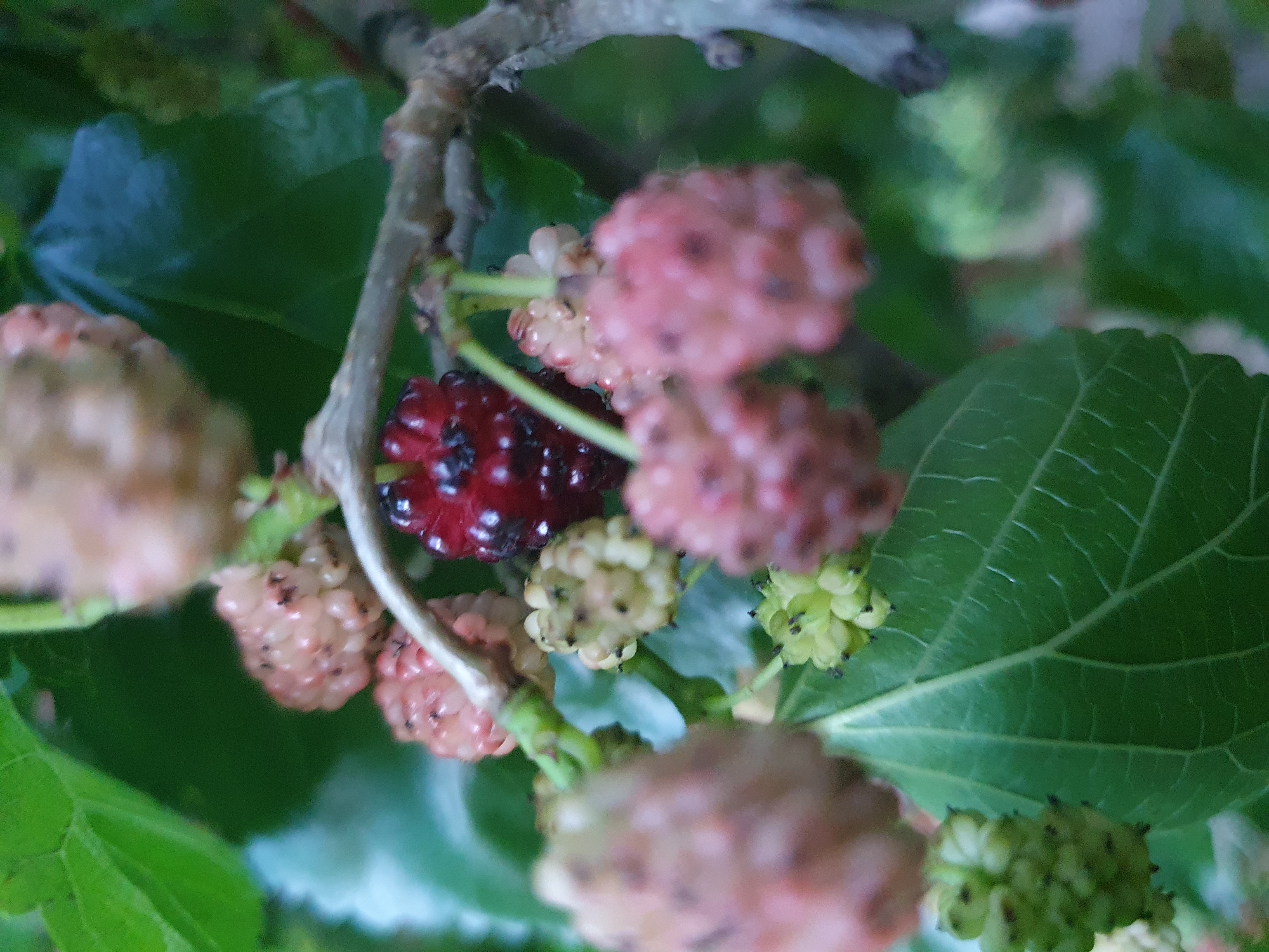 A close-up shot focuses on a cluster of mulberries on a branch. One ripe, dark red mulberry is prominent in the center, surrounded by several unripe, light pink and green mulberries. Green leaves and a branch are also visible, suggesting the mulberries are growing on a tree in an outdoor environment. The image is well-lit with soft focus, highlighting the textured surfaces of the berries.