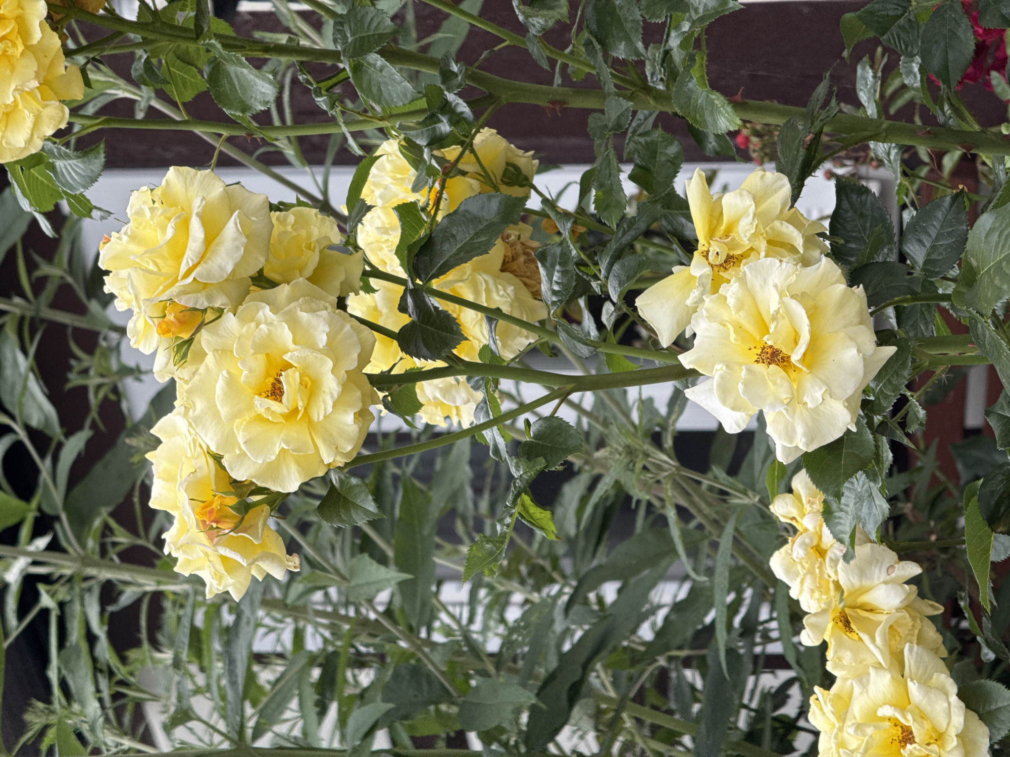 A cluster of light yellow roses with full petals and visible stamens is the central focus of the image, set against a backdrop of green foliage and a dark brown wall. Some of the roses are fully bloomed, while others are in various stages of opening, including a small bud with a reddish-orange tint. The stems of the roses are green and thorny. The background shows out-of-focus elements of green leaves and stems from other plants, and hints of a building with a dark brown painted wall and white trim. The scene appears to be outdoors, likely in a garden or against the side of a house.