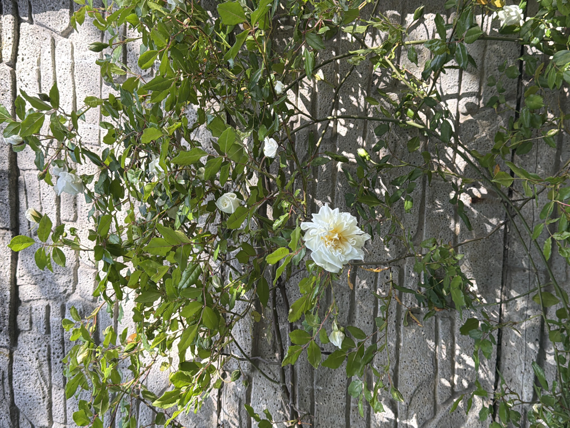A white rose with many petals is the main subject, surrounded by green leaves and thin branches climbing along a grey, textured wall. The scene appears to be outdoors in daylight, with shadows cast on the wall by the foliage. The location is Saguramo, Georgia.