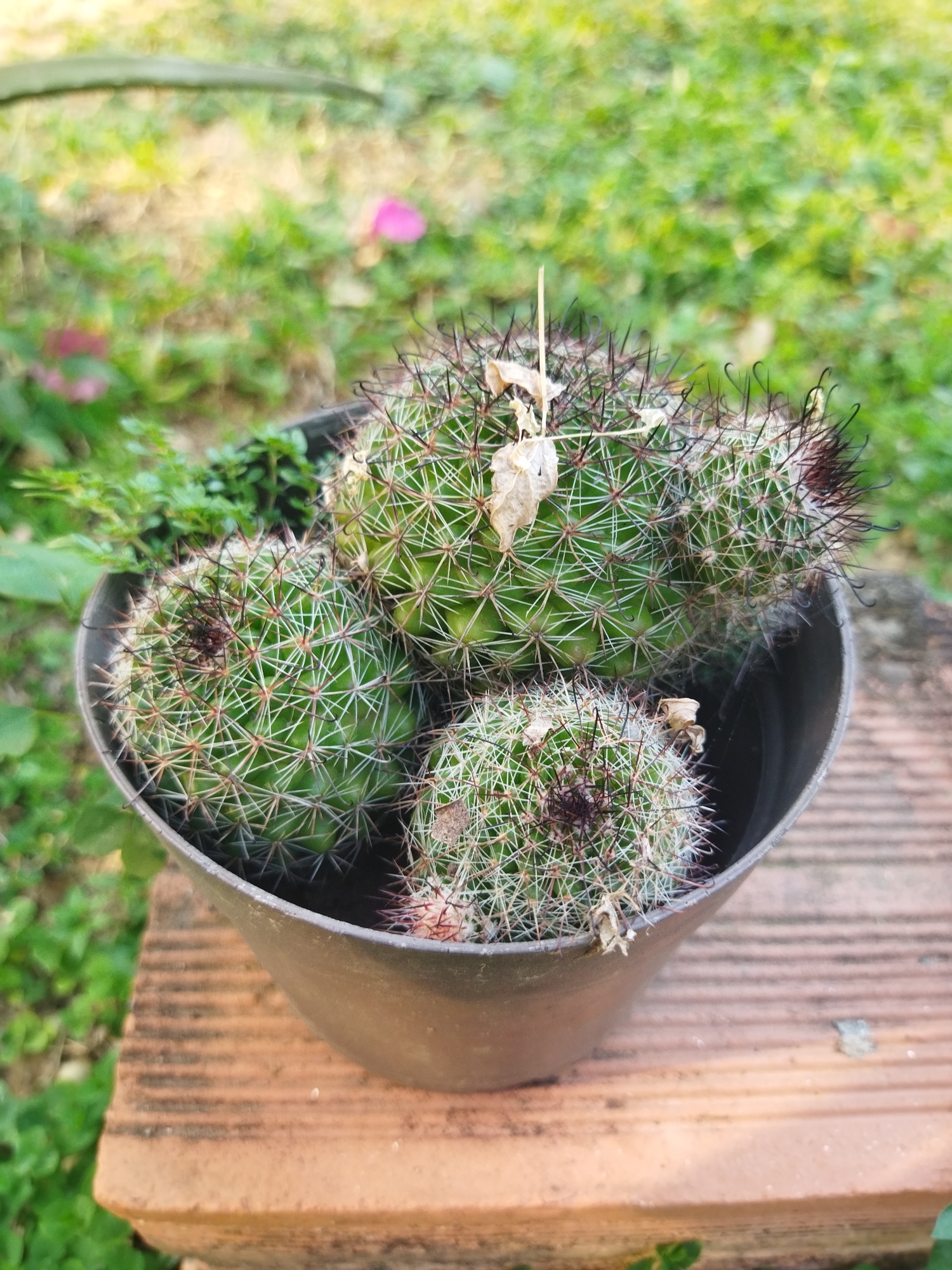 A dark grey or black plastic pot containing multiple small, spherical green cacti rests on a reddish-brown, ridged terracotta surface in Tinaquillo, Venezuela. Each cactus exhibits a dense covering of white and darker, possibly black or brown, spines. Dried plant matter is present among the cacti. The background is a blurred field of green vegetation with indistinct pink floral elements, indicating an outdoor, natural light setting. No individuals or actions are depicted.