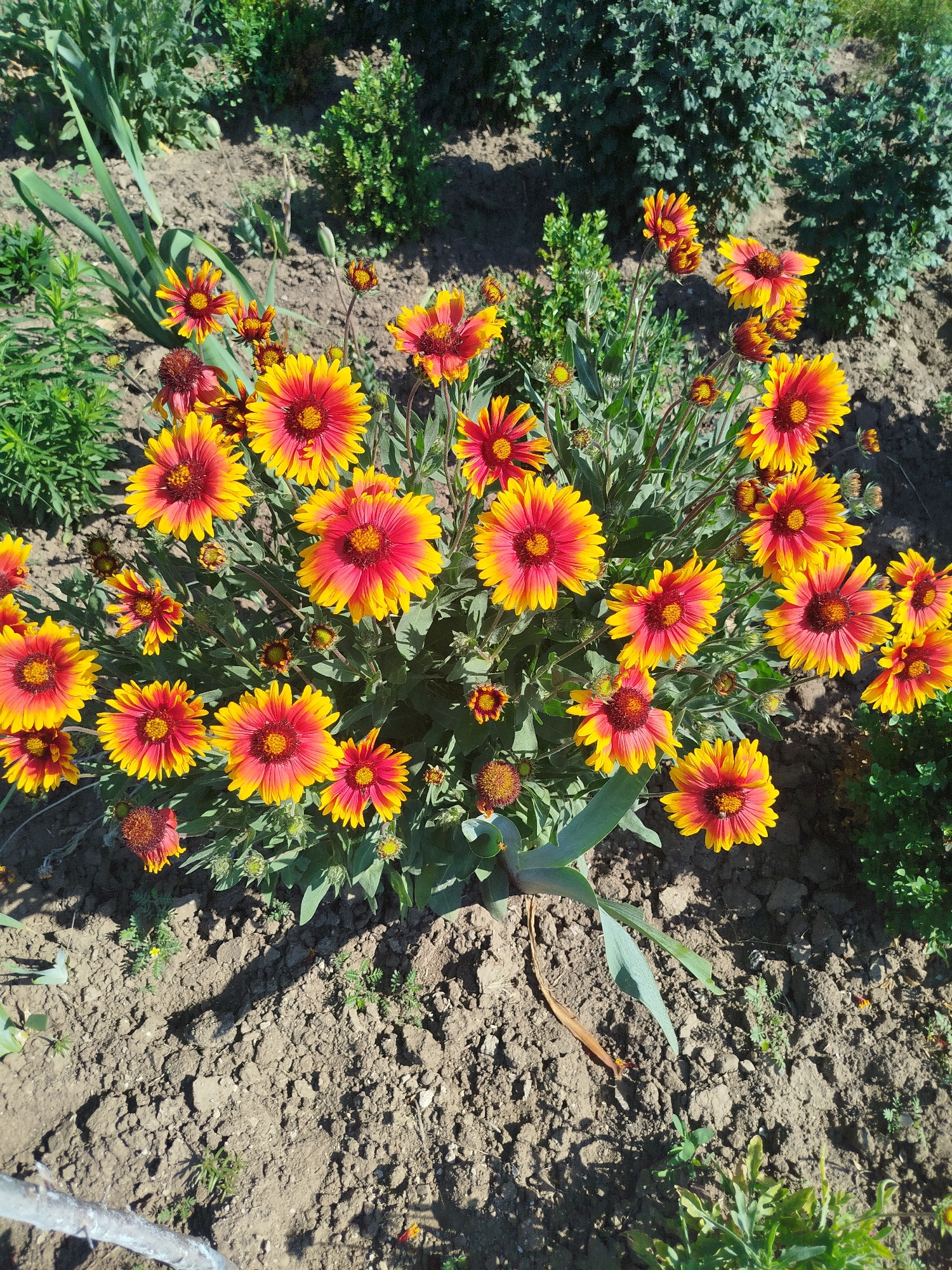 This is a high-angle, eye-level, medium shot of a cluster of Gaillardia flowers, commonly known as blanket flowers, blooming in a garden. The flowers have bright yellow petals with red centers. They are planted in dark, loamy soil. In the background, there are other green plants and shrubs, some of which appear to be more mature than the flowers. The lighting suggests a sunny day, casting shadows on the soil. No people or animals are visible in the image. The overall scene depicts a vibrant and healthy garden in bloom.