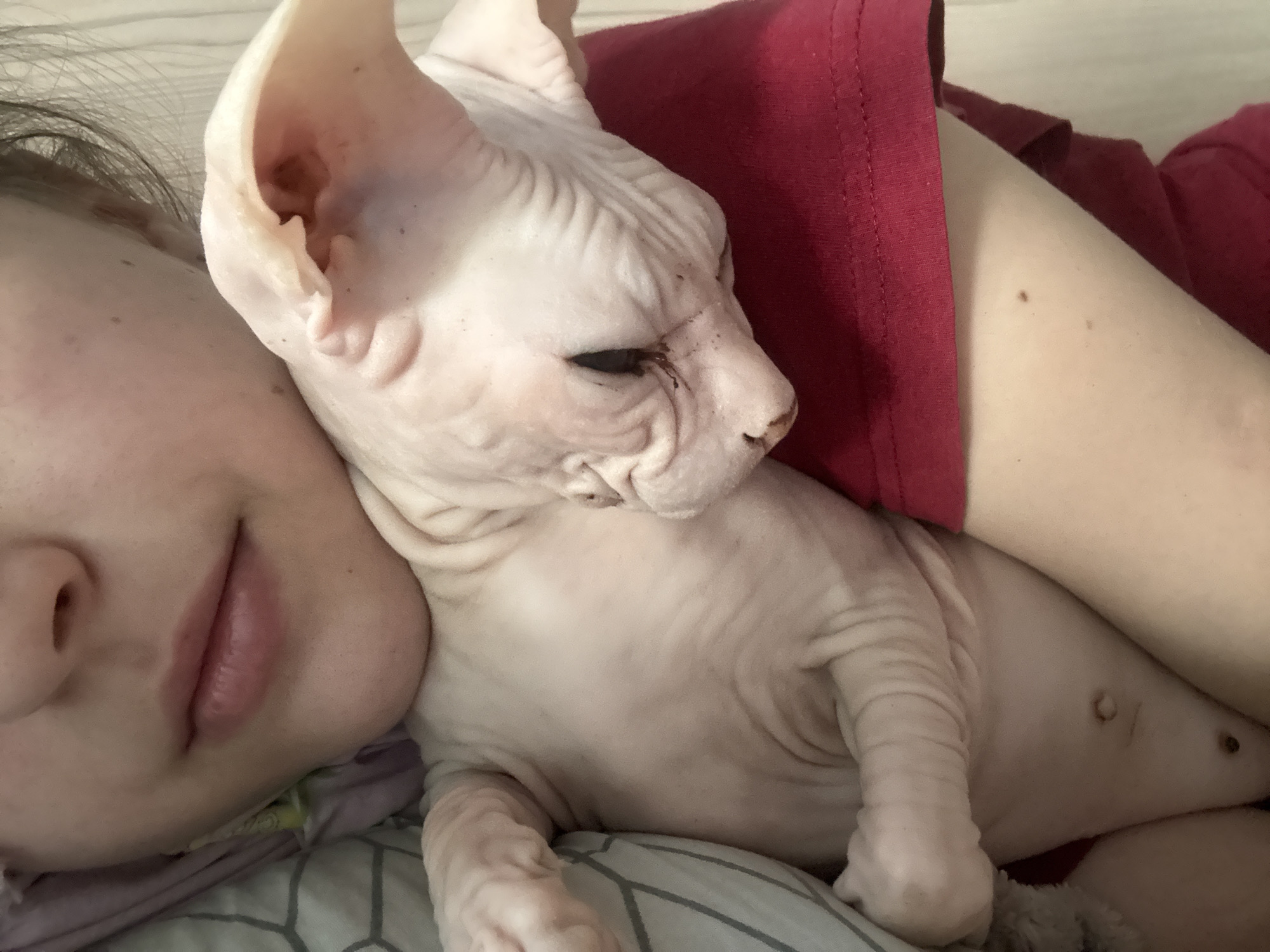 A light-skinned person is lying down with a hairless cat. The person's face is partially visible on the left side of the image, with their mouth closed and eyes closed. The hairless cat is resting on the person's chest, its head tilted towards the person's face. The cat is light pink with visible wrinkles and large ears. The person is wearing a red shirt. The background is indistinct, but appears to be a bed with striped bedding. There is no information that allows me to determine the location of this image in Krasnoyarsk, Russia.