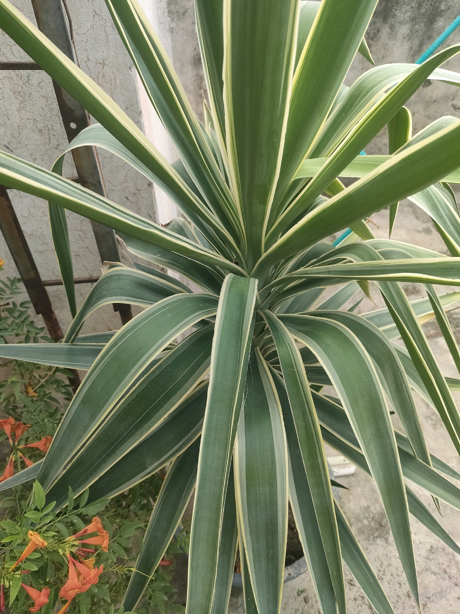 A close-up, high-angle shot captures a Yucca plant with sword-shaped leaves that are variegated with creamy white stripes along the margins. The leaves are long and slender, arching downwards from the center of the plant. In the lower left quadrant, a cluster of small, trumpet-shaped orange flowers on a vine with green foliage is visible, possibly a Tecoma species. The background is a neutral gray concrete wall, weathered and with some texture. A dark metal support structure is partially visible behind the Yucca on the left. The overall setting suggests an outdoor urban environment, possibly a garden or patio area. The scene is static and shows no human presence or activity. The image is well-lit, likely by natural daylight, casting subtle shadows and highlighting the textures of the leaves and flowers. The location is stated to be in Halla, Pakistan, though this cannot be visually confirmed from the image itself.