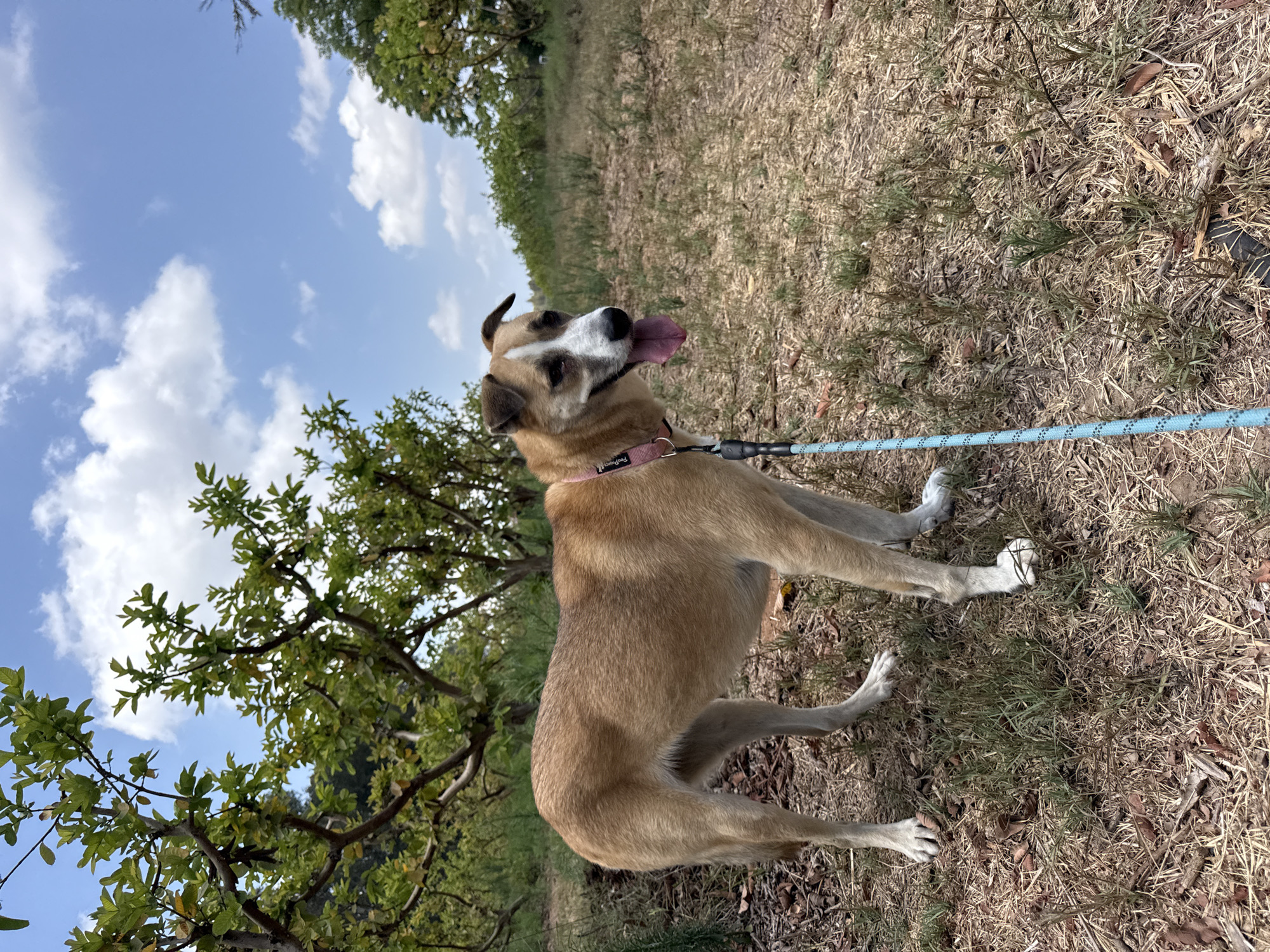 An outdoor shot captures a medium-sized dog with tan and white fur standing on a leash in what appears to be a park or natural area. The dog is facing slightly to the right, with its tongue hanging out and a pink collar around its neck. A blue leash is attached to the collar and extends out of frame to the left. The ground is covered with dry grass and fallen leaves. In the background, there are several trees with green foliage and a bright blue sky with scattered white clouds. The scene is set in a rural or semi-rural location, potentially Gderot Regional Council, Israel, given the dry vegetation and climate.
