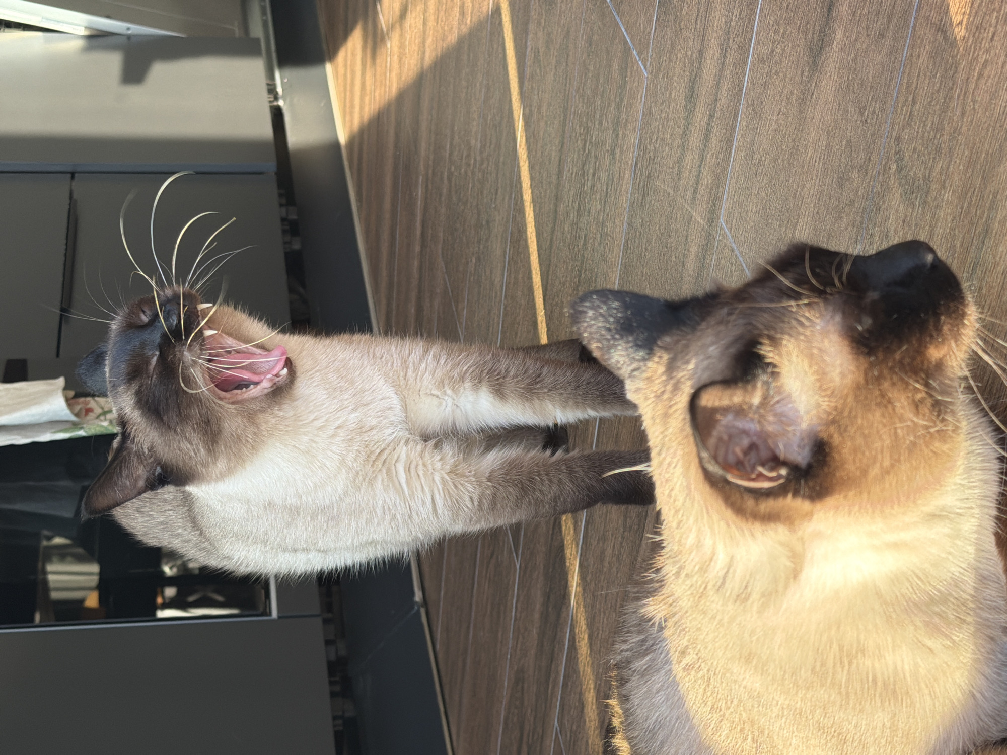 The image displays two Siamese cats in an indoor setting, likely on a floor. The photograph is vertically oriented, though the scene depicts animals on a horizontal surface.
The main subject is a Siamese cat caught mid-yawn, positioned centrally in the frame. Its mouth is wide open, revealing its tongue and some teeth, and its long, prominent white whiskers are fanned out. This cat has the characteristic cream-colored body with dark brown or black points on its face, ears, paws, and tail. Its fur appears soft and well-groomed.
In the foreground, on the right side, the head and part of the body of a second Siamese cat are visible, looking upwards and to the left, possibly at the yawning cat or something above it. This cat also exhibits the distinctive Siamese coloration and is illuminated by bright light.
The setting appears to be a room with a light-to-medium brown wooden floor, featuring visible grain and thin, light-colored grout lines. Strong, warm natural sunlight streams into the scene, casting distinct patterns of light and shadow across the floor and highlighting the cats' fur. In the out-of-focus background, dark, possibly black or charcoal grey, furniture or cabinetry structures can be seen, suggesting a modern interior. The overall impression is one of a relaxed, sunlit moment. There is no visible text in the image. The location context is Лемболово-парк Днп, Russia.