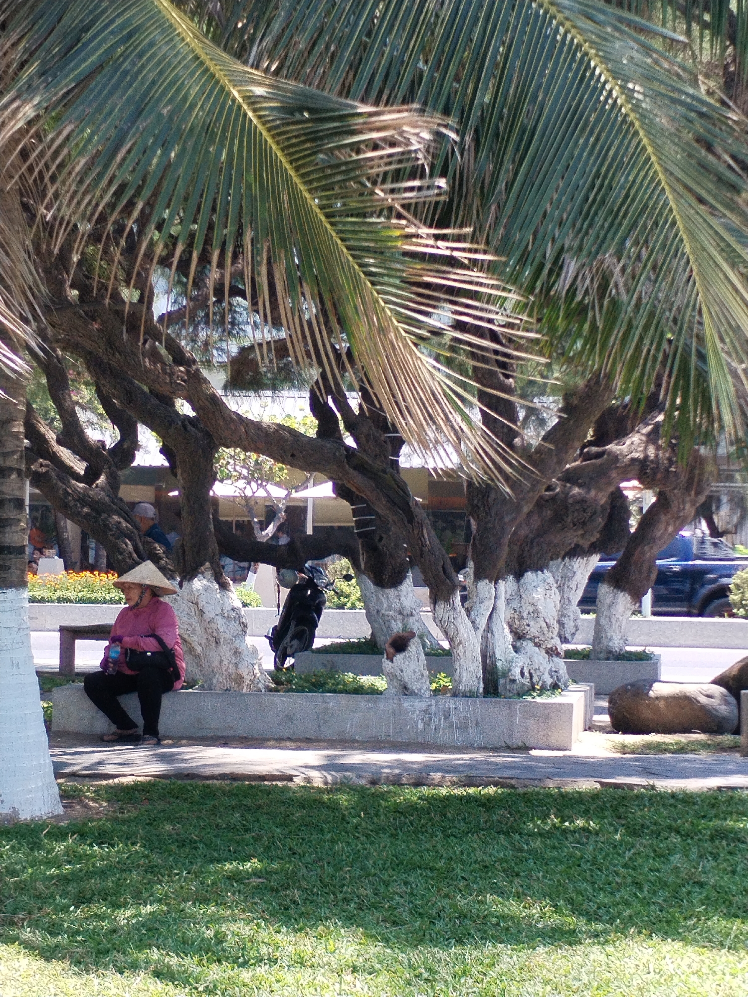 The image shows an outdoor scene, likely a park, in Nha Trang Ward, Vietnam. In the foreground, there's a patch of green grass. A woman wearing a traditional conical Asian hat, a pink shirt, and black pants sits on a concrete ledge or planter. She holds a water bottle. Behind her, a tree trunk is painted white at the base. Additional trees, also painted white, are arranged in a row with concrete planters. A motorcycle is parked behind one of the trees. In the background, figures of people and buildings, along with a blue car, can be seen. Palm fronds fill the upper portion of the image.