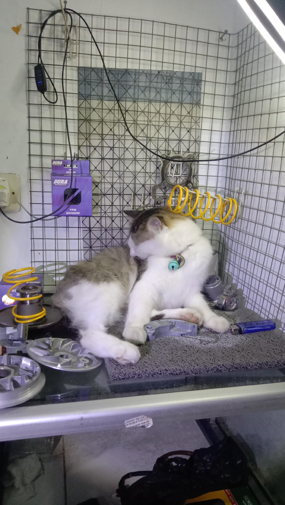 A cat is lying on a gray mat on a glass surface in what appears to be a workshop or storage area. The cat is predominantly white with gray tabby markings on its back and tail, and it is licking its left hind leg. A blue lighter is positioned to the right of the cat. In the background, a wire grid forms a cage-like structure, behind which are various objects including purple boxes labeled "DURA TPS SENSOR," yellow coiled springs, and metallic mechanical parts. The overall environment suggests a cluttered, utilitarian space, possibly in Karangmangu, Indonesia, given the context.