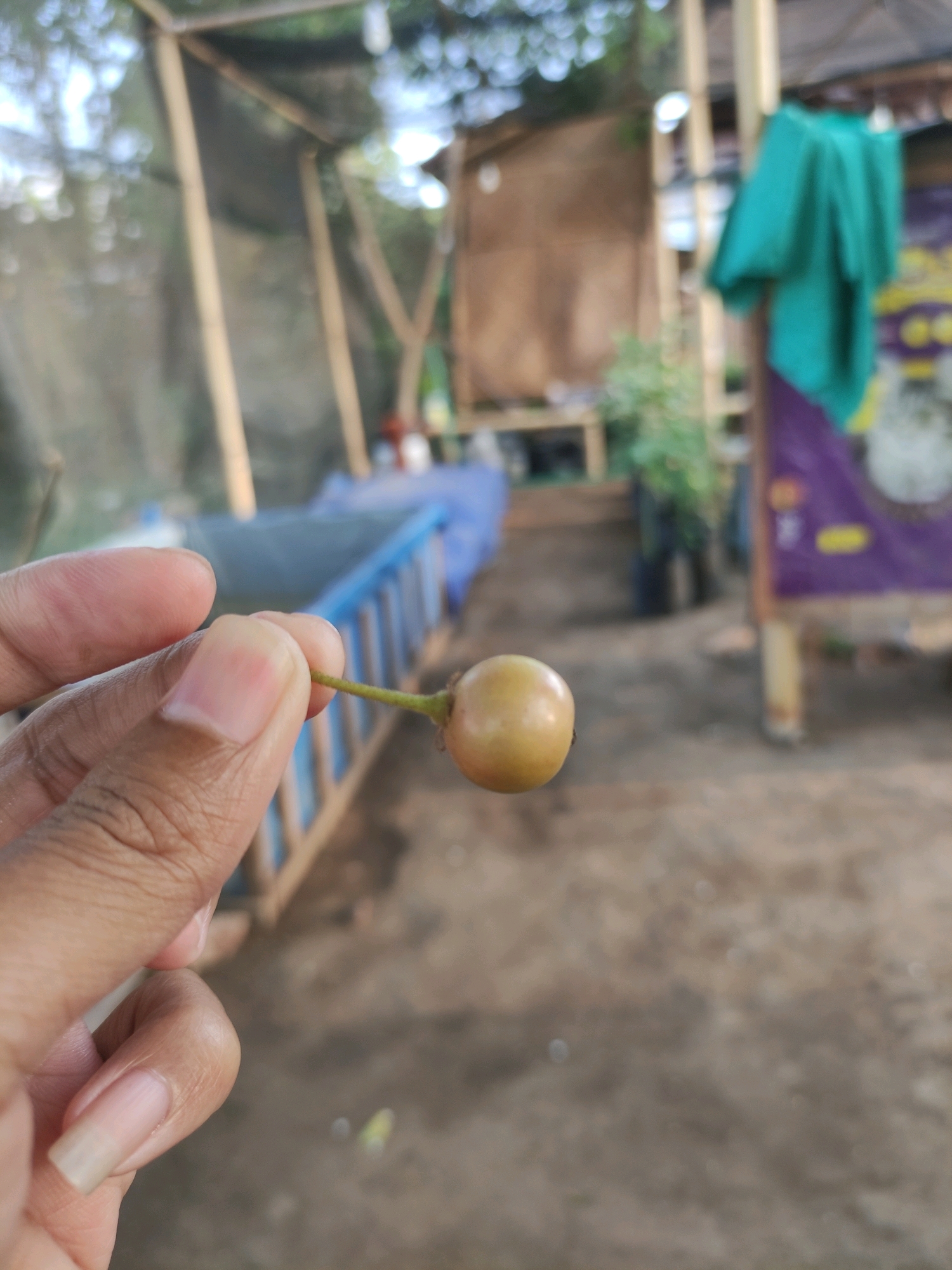 An individual is holding a single, light-brown, round fruit with a short green stem between their thumb and index finger. The fruit is the primary subject and is in sharp focus. The background is blurred and appears to be an outdoor environment with structures made of bamboo and possibly tarpaulin. In the mid-ground, there is a blue structure with vertical supports. The ground is dirt. The scene suggests a rural or agricultural setting, possibly a farm or market. Based on the context, this image was taken in Tiudan, Indonesia.