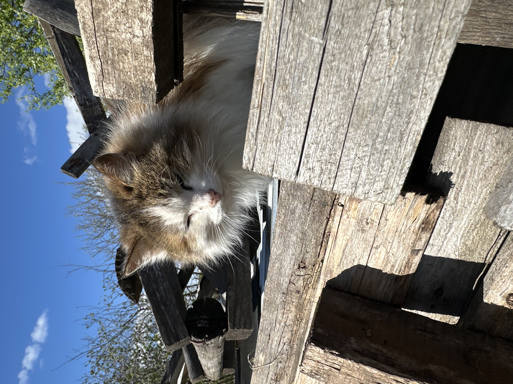 The image depicts a cat lying on or within a wooden structure, possibly an elevated platform or crate, outdoors. The cat is primarily white with brown and gray markings. It appears to be resting or asleep, with its eyes partially closed. The wooden structure is made of rough, weathered planks and beams. The background shows a blue sky with some clouds and the branches of a tree, suggesting a sunny day in a rural or suburban environment. This image can be found in the city of Среднее Кечево, Russia.