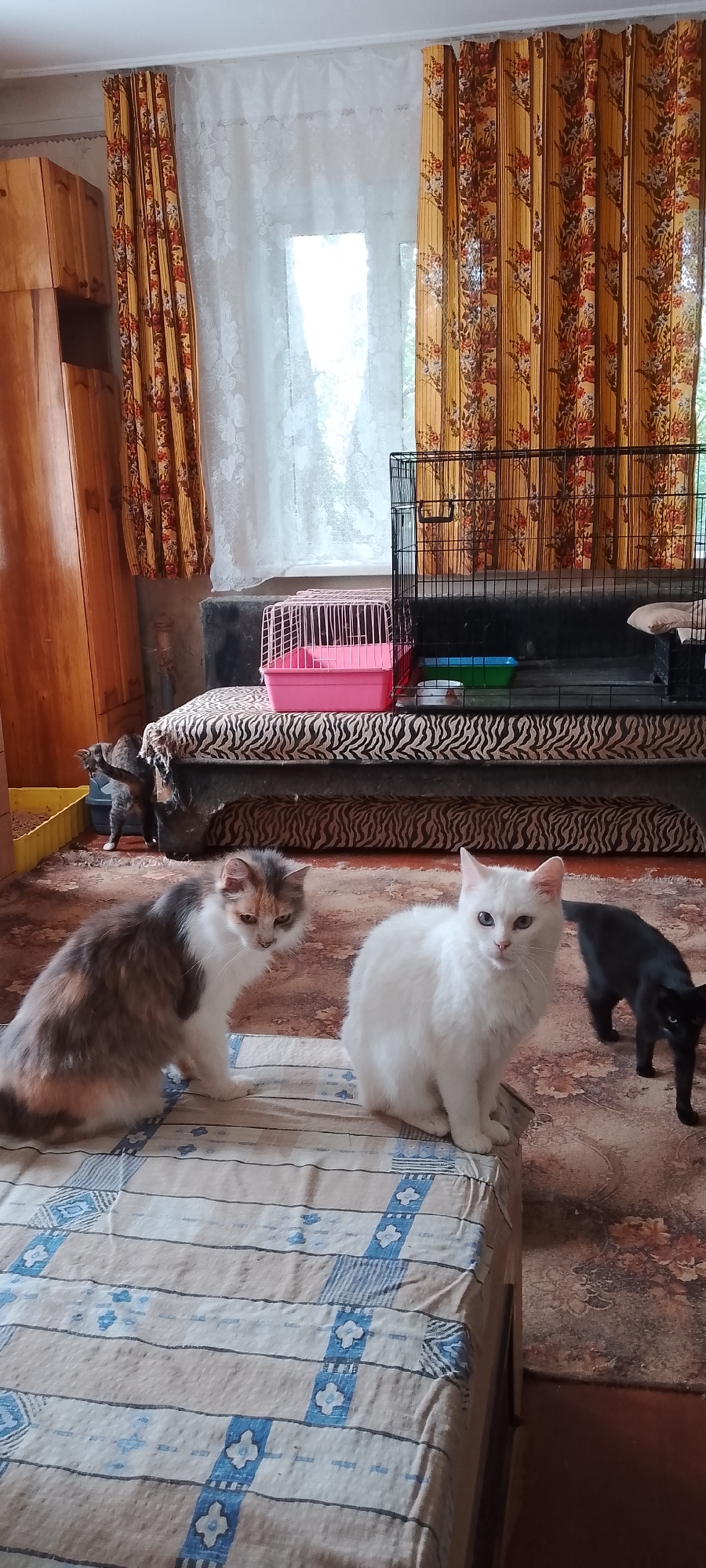 This image depicts an indoor domestic scene, likely a living room, possibly located in Belgorod, Russia, given the provided information. The room is furnished with a wooden cabinet on the left, a window with yellow floral curtains and white lace sheer curtains, and a patterned rug on the floor. In the foreground, there are three cats: a calico cat sitting on a patterned blanket, a white cat sitting on the same blanket, and a black cat standing to the right. In the background, there is a black metal pet carrier cage, a pink pet carrier, and what appears to be a litter box with a cat in it. The overall atmosphere suggests a pet-friendly environment within a modest home.
