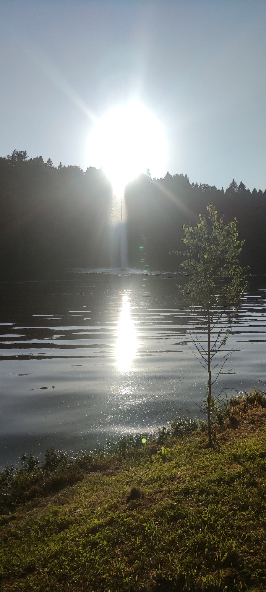The image depicts a bright, sunny day on a body of water, likely a lake or reservoir. A powerful fountain is visible in the middle ground, its spray catching the sunlight. The sun is positioned high in the sky, partially obscured by a lens flare and casting a strong reflection on the water's surface. The background features a dense line of trees bordering the water, silhouetted against the bright sky. In the foreground, a grassy bank slopes down to the water's edge, with a small, young tree with green leaves standing to the right of the frame. The overall scene suggests a park or recreational area. The location is identified as Rosinka, Russia. There are no people or animals visible in the image.