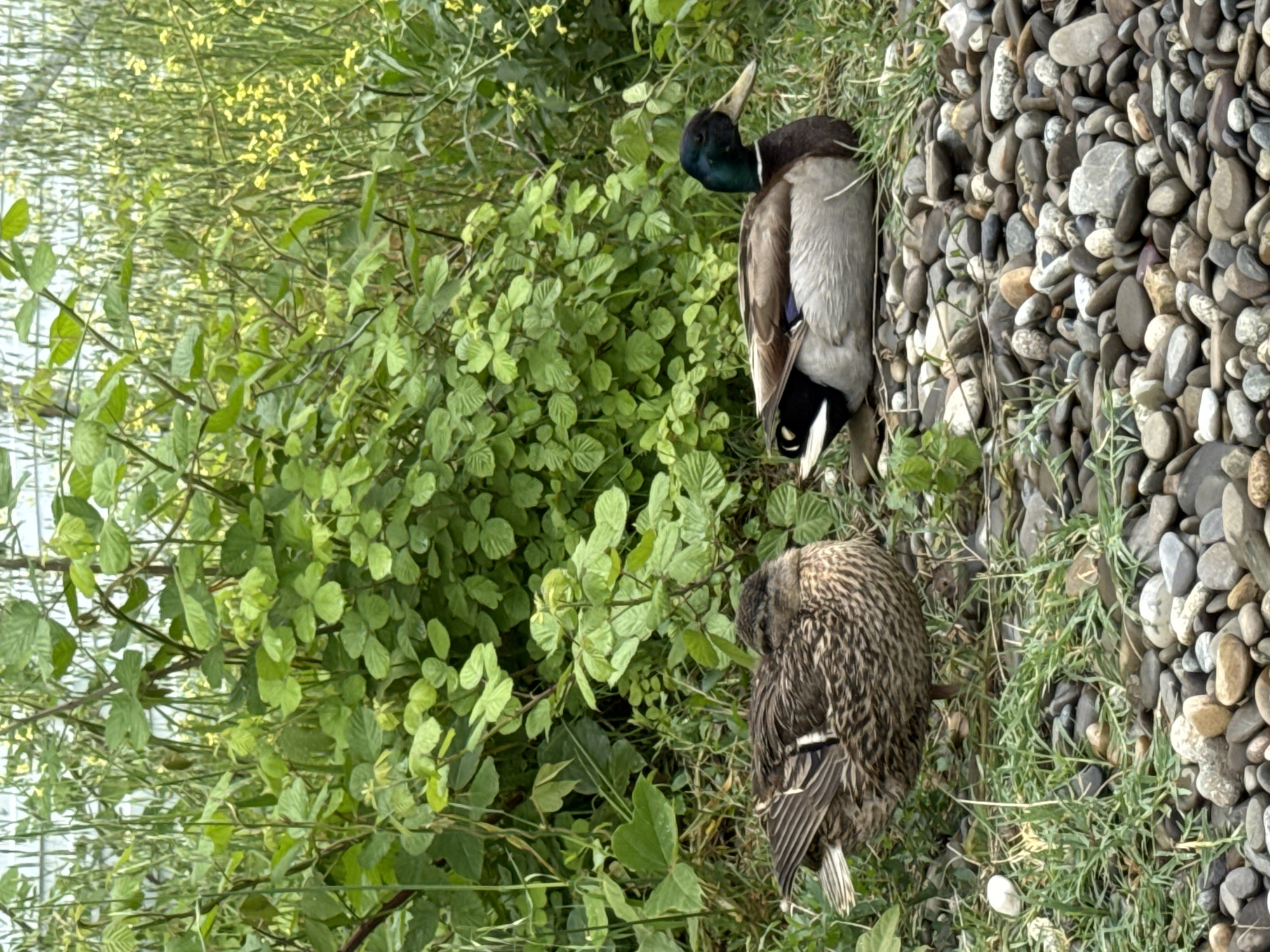 Two ducks are positioned between green foliage and a stony surface. One duck is a mallard drake, identifiable by its iridescent green head and gray body. The other duck has mottled brown plumage. The scene appears to be in a natural, possibly riparian environment. The exact location within Sochi, Russia, cannot be determined solely from the image.