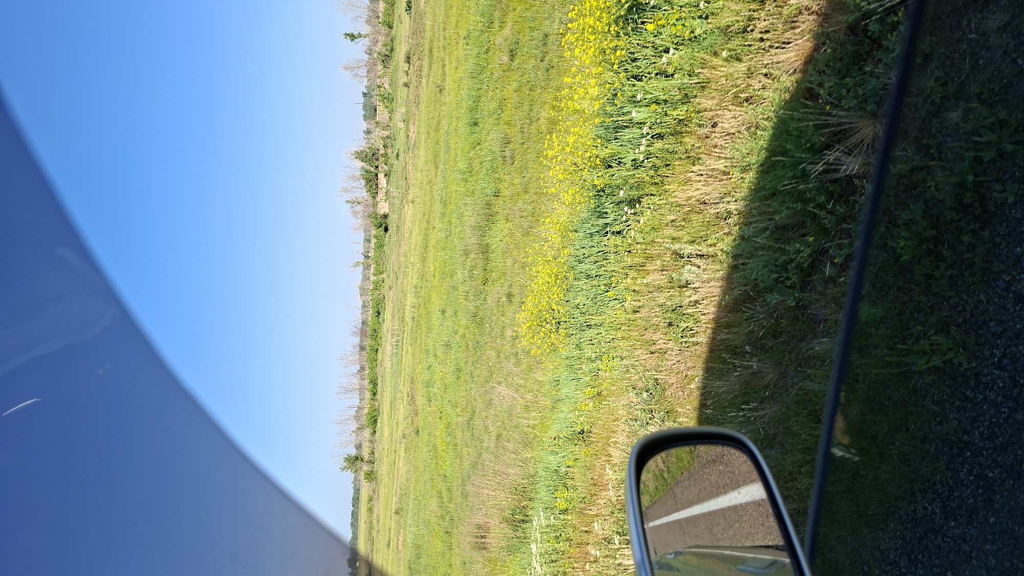 The image, captured from inside a vehicle, shows a sunny day with a clear blue sky. The foreground is dominated by the reflection in the car window and a side-view mirror. The side-view mirror reflects a paved road with a white line, and a portion of the vehicle's exterior. A dense shadow stretches across the lower right portion of the image, cast by the vehicle itself. Beyond the road and shadow, a vast, green field stretches into the distance. The field is dotted with patches of tall grasses and clusters of bright yellow wildflowers. In the far distance, a line of trees and some weathered structures are visible against the horizon. The scene is tranquil and depicts a rural or semi-rural environment.