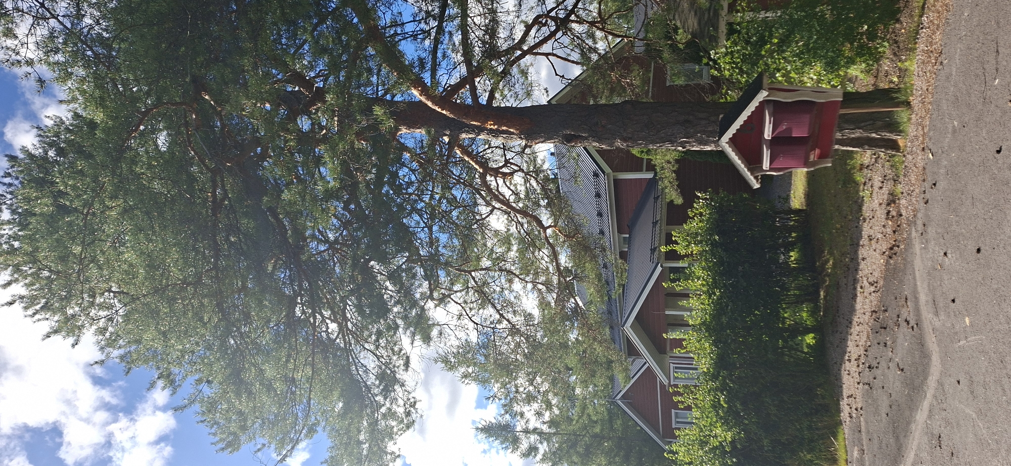 A bright, sunny day is captured in this photograph taken in the city of Järvenpää, Finland. The scene features a large pine tree dominating the foreground, its branches spreading wide across the frame. Attached to the tree trunk is a small, charming red mailbox with two compartments. In the background, a red house with a dark metal roof is partially visible, partially obscured by a dense green hedge. The ground in front of the house and tree is paved, with scattered pinecones lying on the surface. The sky above is a vibrant blue, dotted with fluffy white clouds. The overall impression is one of a peaceful, rural setting.