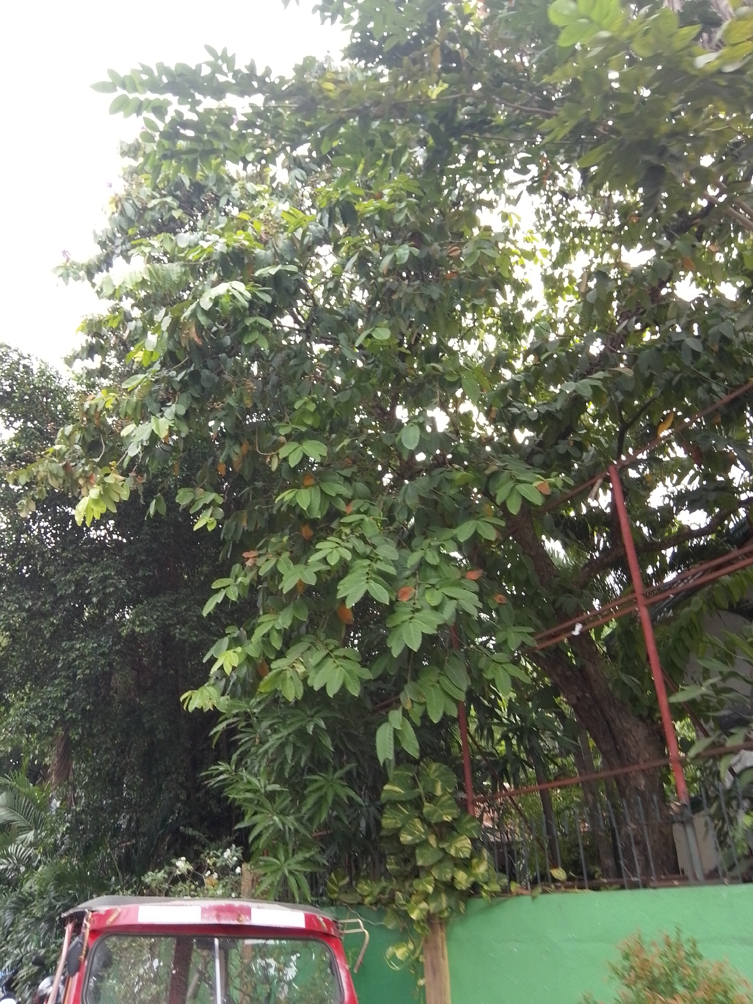 The image shows a dense canopy of a large tree with green and some reddish-brown leaves. Sunlight filters through the leaves, creating a dappled effect. A red and white structure, possibly the roof of a vehicle, is visible at the bottom left of the frame. A metal fence runs horizontally across the middle ground, partially obscured by foliage. Beyond the fence, the trunk of the large tree is visible, along with more dense greenery. The overall scene appears to be outdoors, with the abundant foliage suggesting a natural or semi-natural environment, possibly in a residential or park-like area within Davao City, Philippines.