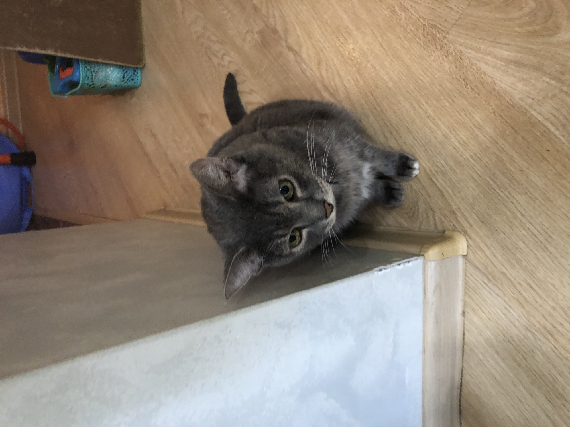 A medium shot captures a grey tabby cat with green eyes, sitting on a light wood-grain floor next to a light grey wall. The cat is positioned in the center of the frame, facing slightly to the left, with its head tilted down. Its paws are tucked underneath its body, and it appears to be looking at something on the floor. The background shows a darker wood floor and a blurry blue laundry basket. The scene is likely indoors, in a residential setting in Solikamsk, Russia.