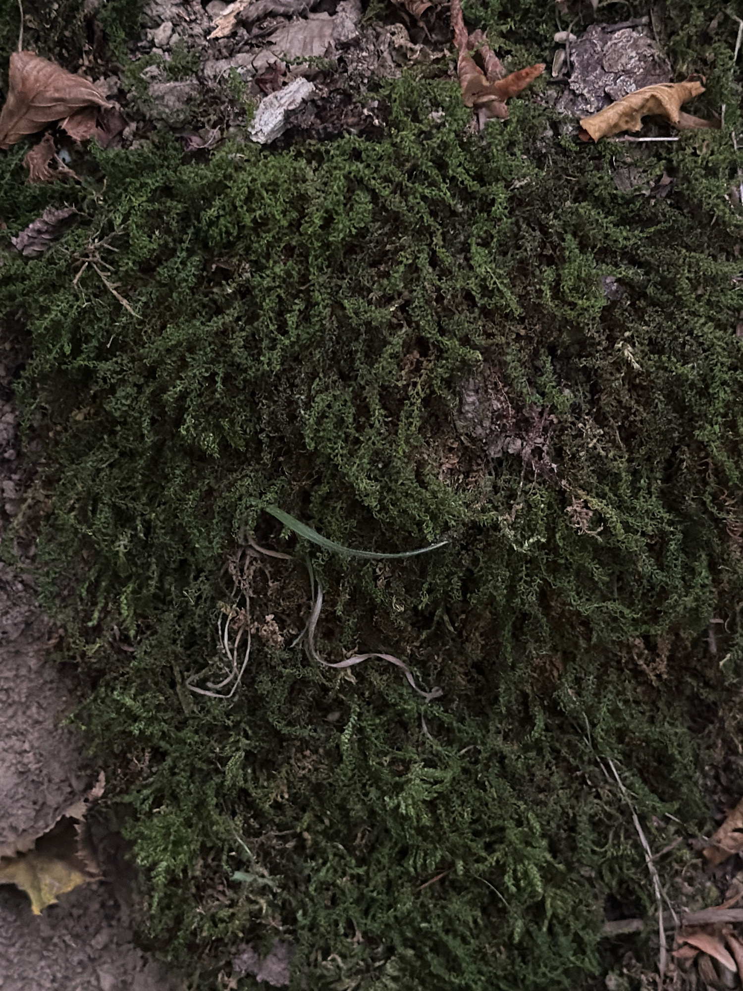 The image shows a close-up, overhead view of a patch of vibrant green moss covering a rough, textured surface, likely bark or soil. Scattered amongst the moss are several dry, brown leaves and some thin, light-colored tendrils or roots. A single blade of green grass is also visible, arching over the moss. The overall impression is of a natural, damp environment, possibly a forest floor or the base of a tree. The location in the city of Masalli, Azerbaijan, suggests a temperate climate where such moss growth would be common, particularly in shaded or humid areas. No people or specific structures are depicted, focusing solely on the natural elements of the scene.