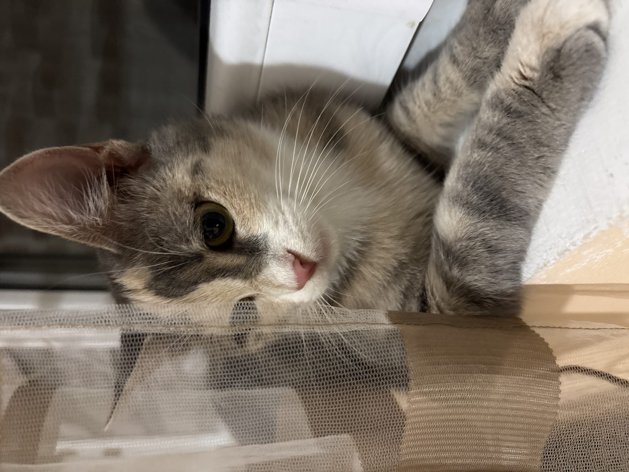 A dilute calico kitten with gray, cream, and tan markings is lying on a white ledge, partially obscured by a sheer, beige curtain. The kitten's left eye, with a green iris, is visible, and its pink nose is prominent. Its front paws are resting on the ledge. The background is dark, with a white surface to the right. The scene is indoors.