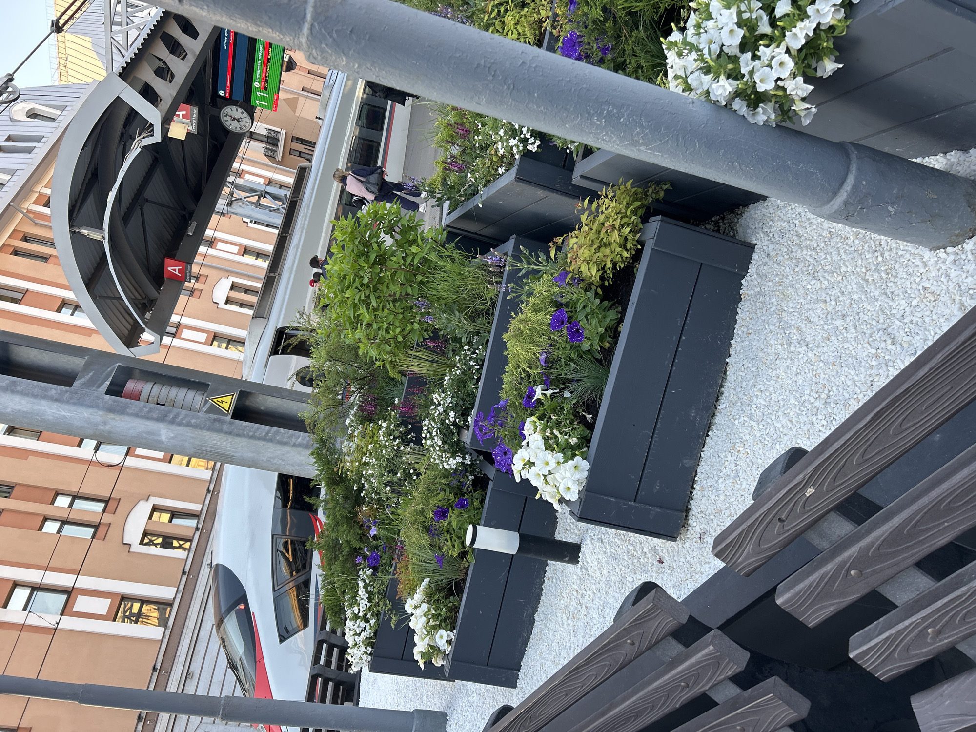 The image captures a modern train station platform, beautifully decorated with an array of planters, creating a lush, garden-like environment. The platform's surface is covered with light-colored gravel. Dark wooden slatted benches are positioned in the foreground, suggesting a waiting area.
Numerous dark-colored rectangular planters line the platform, brimming with green foliage, bushes, and vibrant flowers, predominantly white and purple petunias. Small, integrated ground lights dot the planter arrangements.
A sleek, white and red high-speed train is stopped at the platform, with its distinctive front section and several passenger windows visible. A few people are present on the platform; one individual in a pink top and dark pants is seen near the train.
Above the platform, a grey, angular canopy structure provides shelter. Beneath it, a round analog clock is mounted, alongside digital information screens displaying train schedules. A red sign marked "A" with "Выход к поездам" (Exit to trains) below it indicates a platform exit. A yellow triangular warning sign, featuring a black lightning bolt, is attached to a metallic support pillar.
Multi-story buildings with light brown/beige facades and numerous windows form the background. The lighting suggests late afternoon or early evening under clear skies.
Visible text on the digital screens includes "ВРЕМЯ ПРИБ" (Time of arrival), "ПОЕЗД" (Train), "САПСАН" (Sapsan), "МОСКВА" (Moscow), "С-ПЕТЕРБУРГ" (St. Petersburg), and times like "21:11", "17:51", and "Отпр. в 15:00" (Departure at 15:00), indicating the station is in Russia.