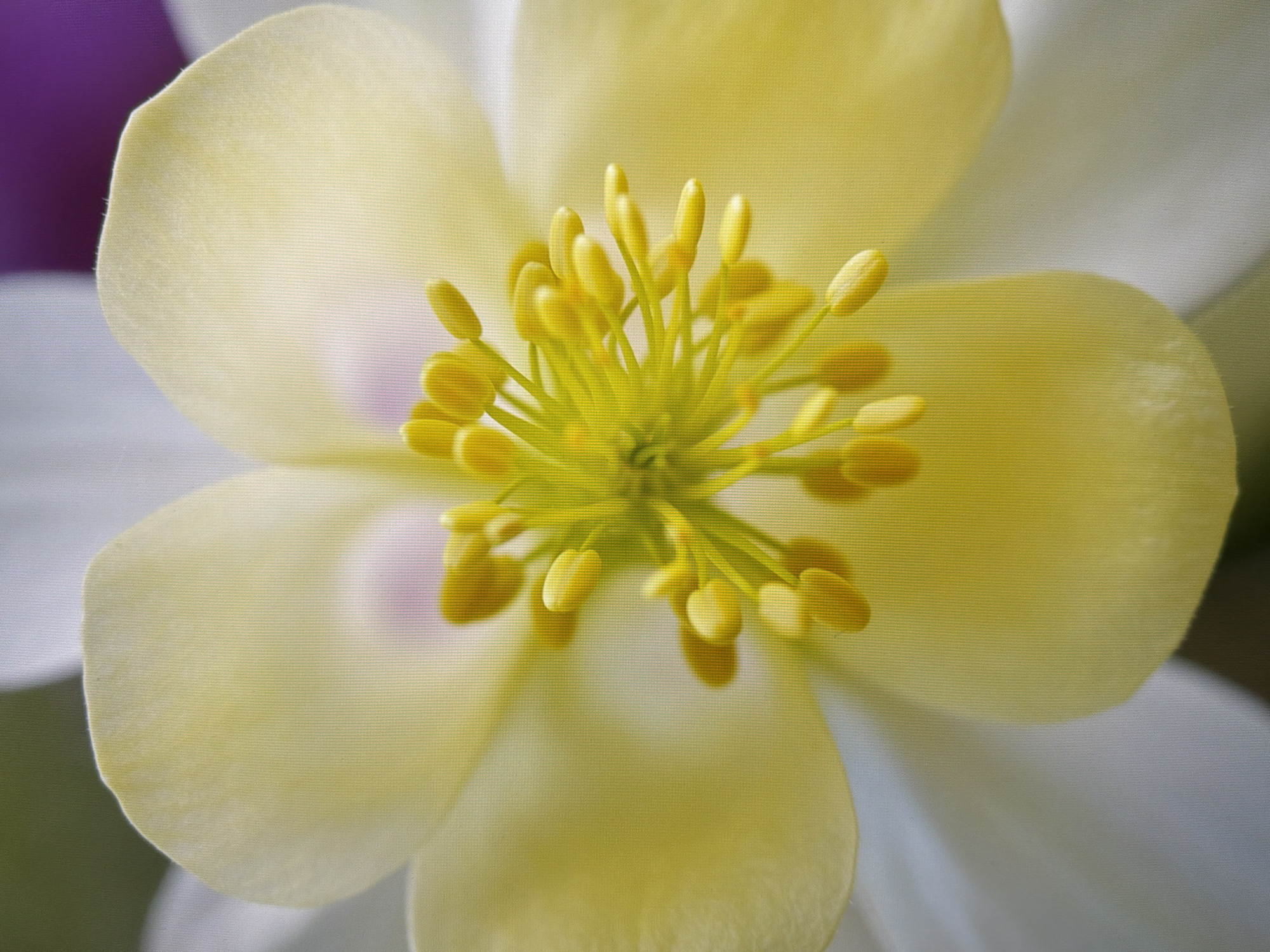 A close-up, macro photograph captures the delicate details of a light yellow Columbine flower. The flower's five petals are broad and softly curved, with hints of pale pink at their base, peeking through the yellow. The center of the bloom is a vibrant cluster of yellow stamen, each tipped with a small, oval-shaped anther. The background is softly blurred, with areas of white, green, and a splash of vibrant purple, suggesting other flowers or foliage. There are no people visible in the image. The scene is an extreme close-up of a single flower, with no identifiable features that would allow for localization within Kyiv, Ukraine, or any other specific geographic location.